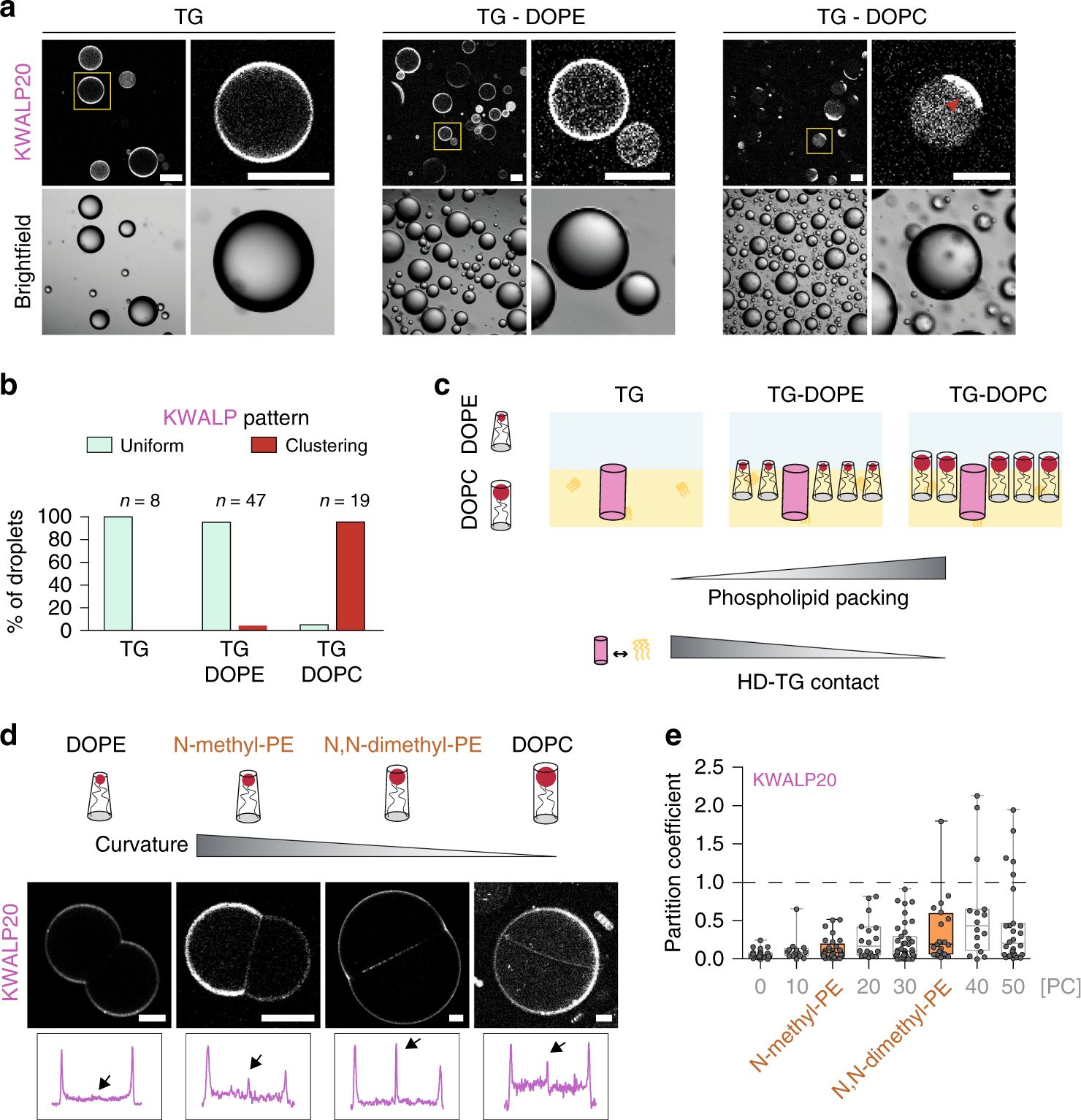 Fig. 4: The partitioning of KWALP is altered by phospholipid shape.