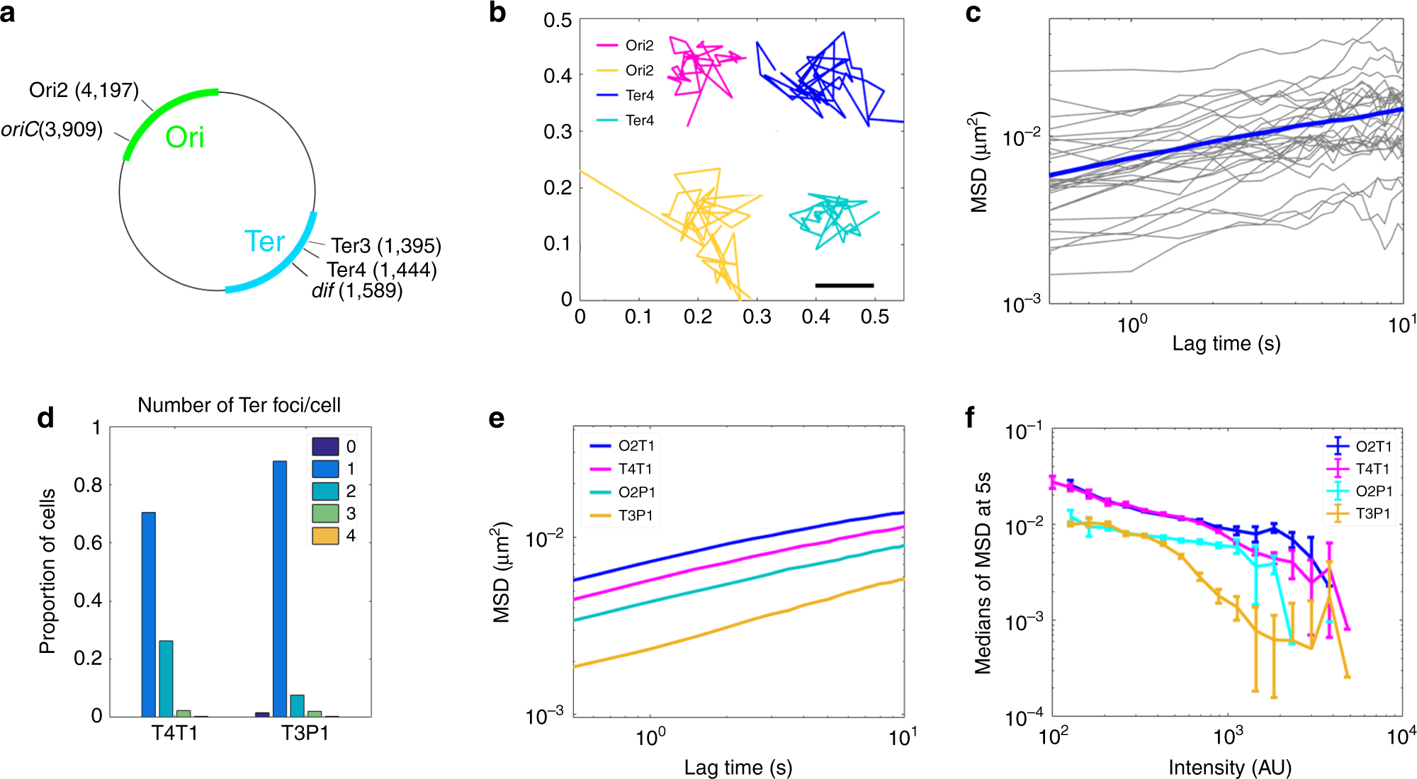 Post-replicative pairing of sister ter regions in Escherichia coli involves  multiple activities of MatP | Nature Communications