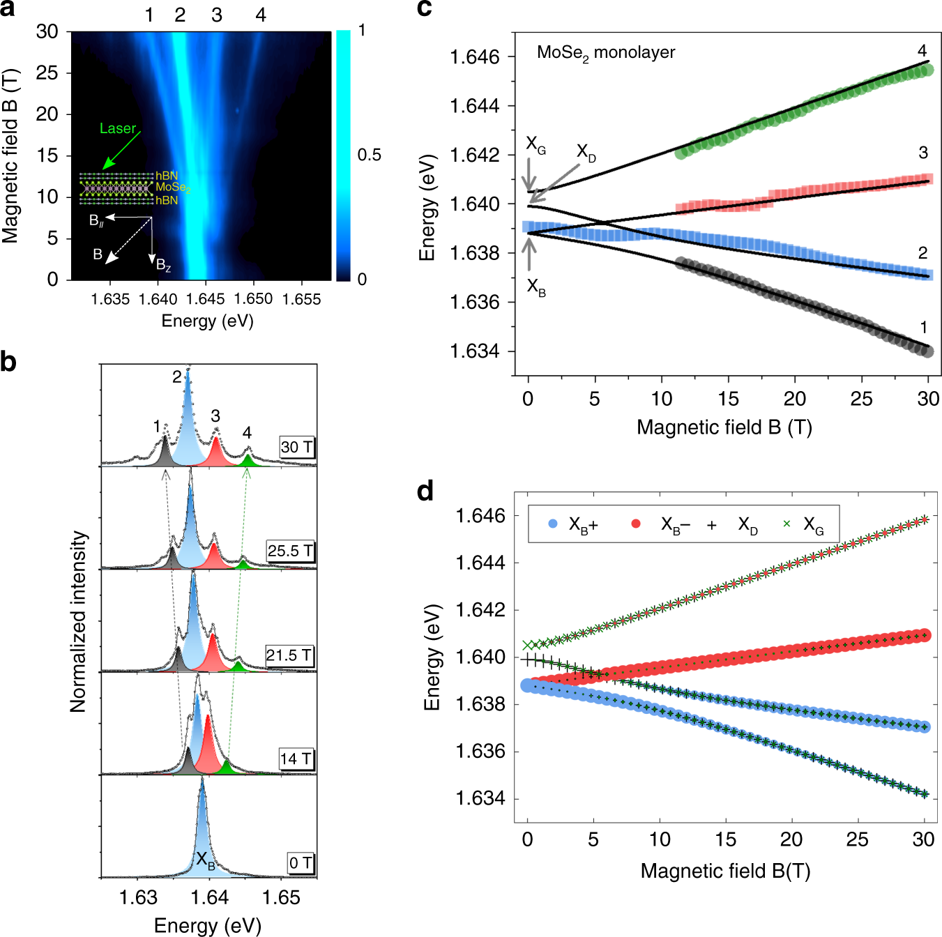 Fig. 3: Tilted (45°) magnetic field—the four mixed excitons states (labeled 1, 2, 3, 4) in MoSe2 monolayer revealed by magneto-photoluminescence.