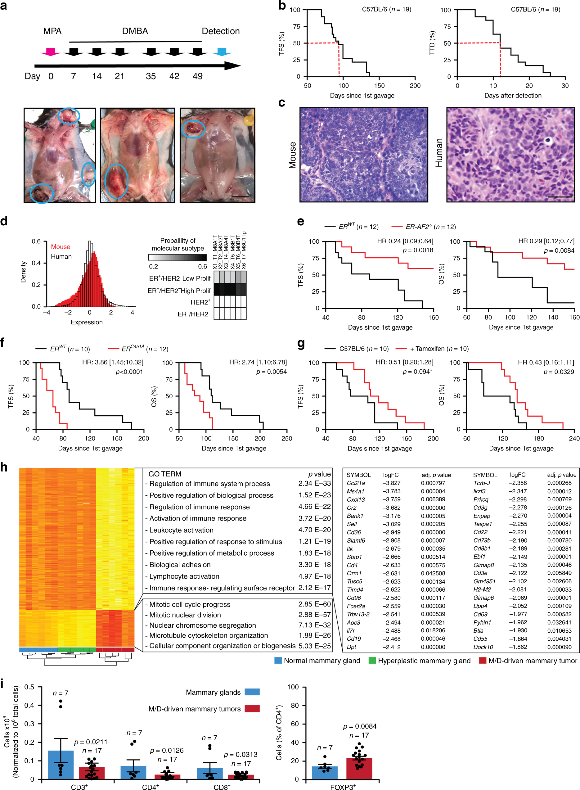 Rat mammary tumor images. Tumor size (mm) (A) DMBA group (n = 4) and