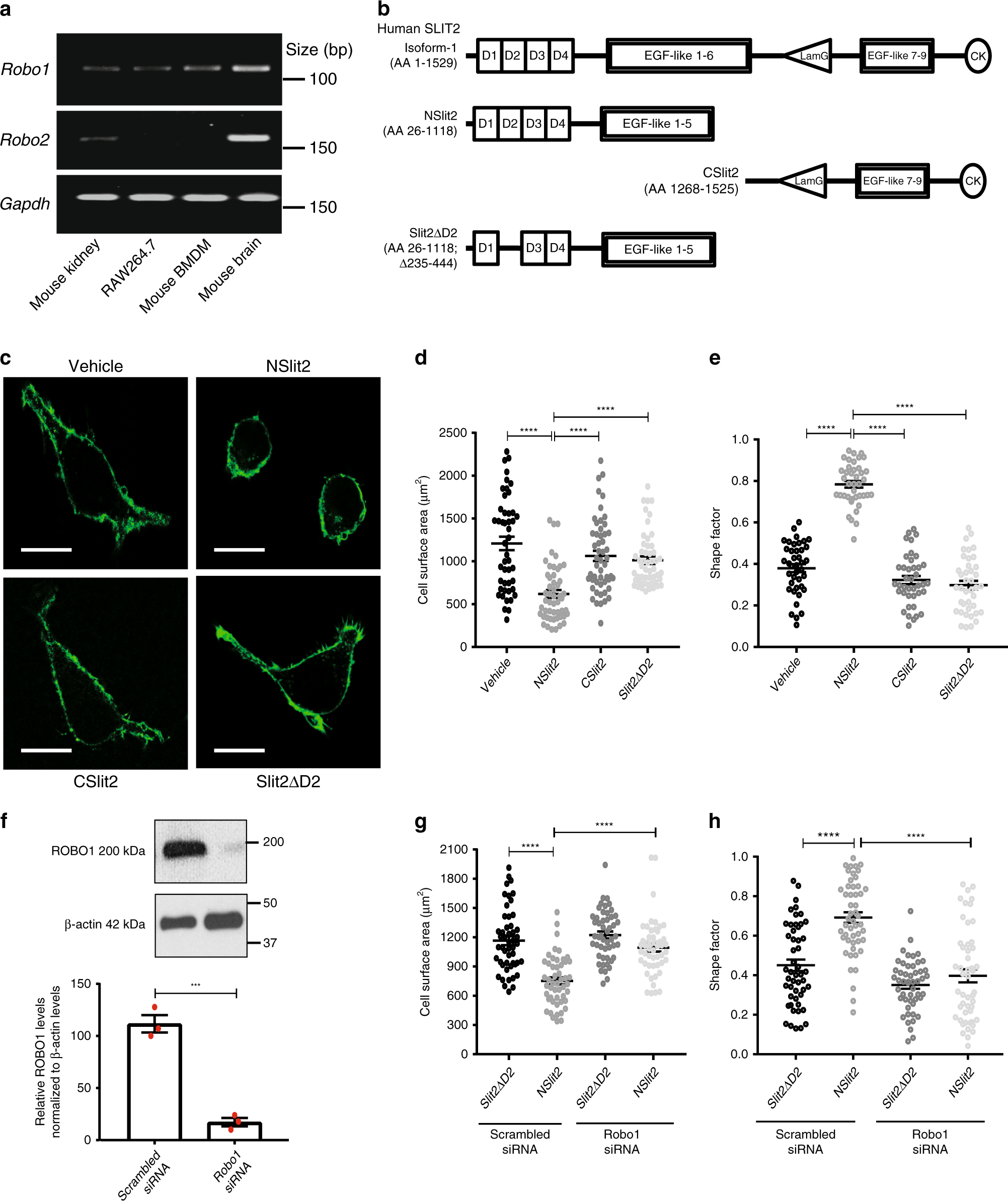 Fig. 1: NSlit2 induces actin remodeling in macrophages in a ROBO1-dependent manner.