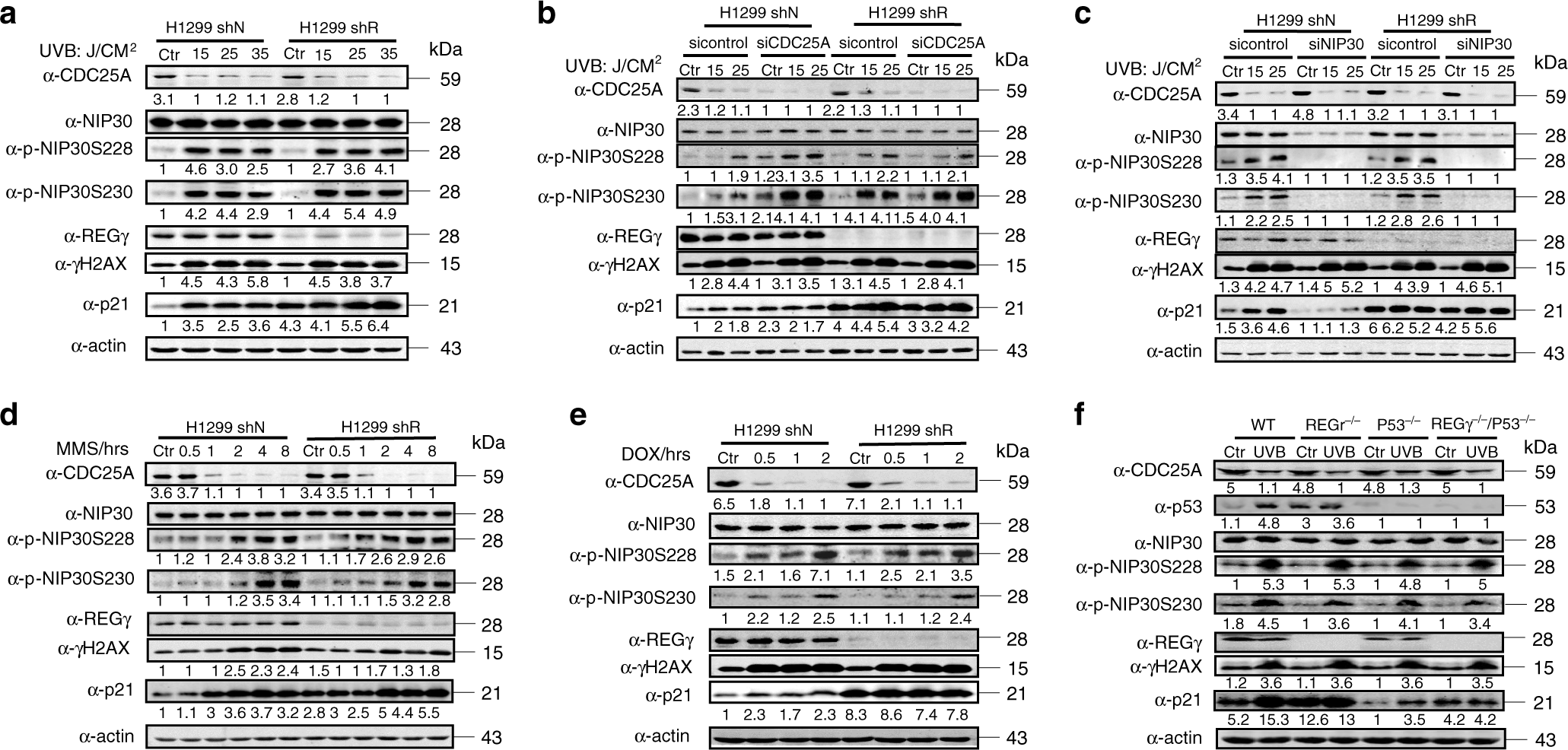 Fig. 5: The CDC25A–NIP30-REGγ pathway controls p21 following DNA damage.
