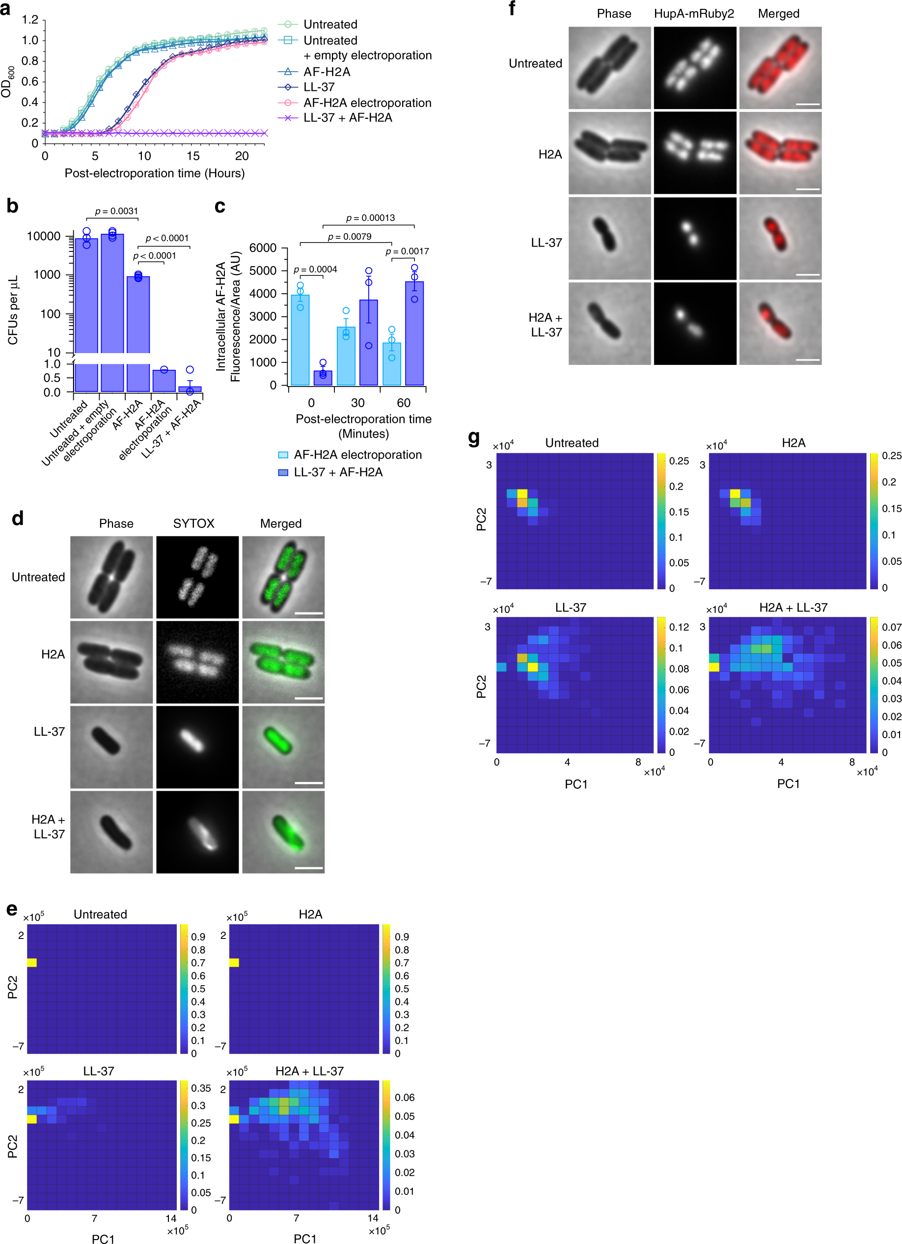 Fig. 5: H2A entry into the bacterial cytoplasm inhibits growth, perturbs chromosomal organization, and suppresses transcription.