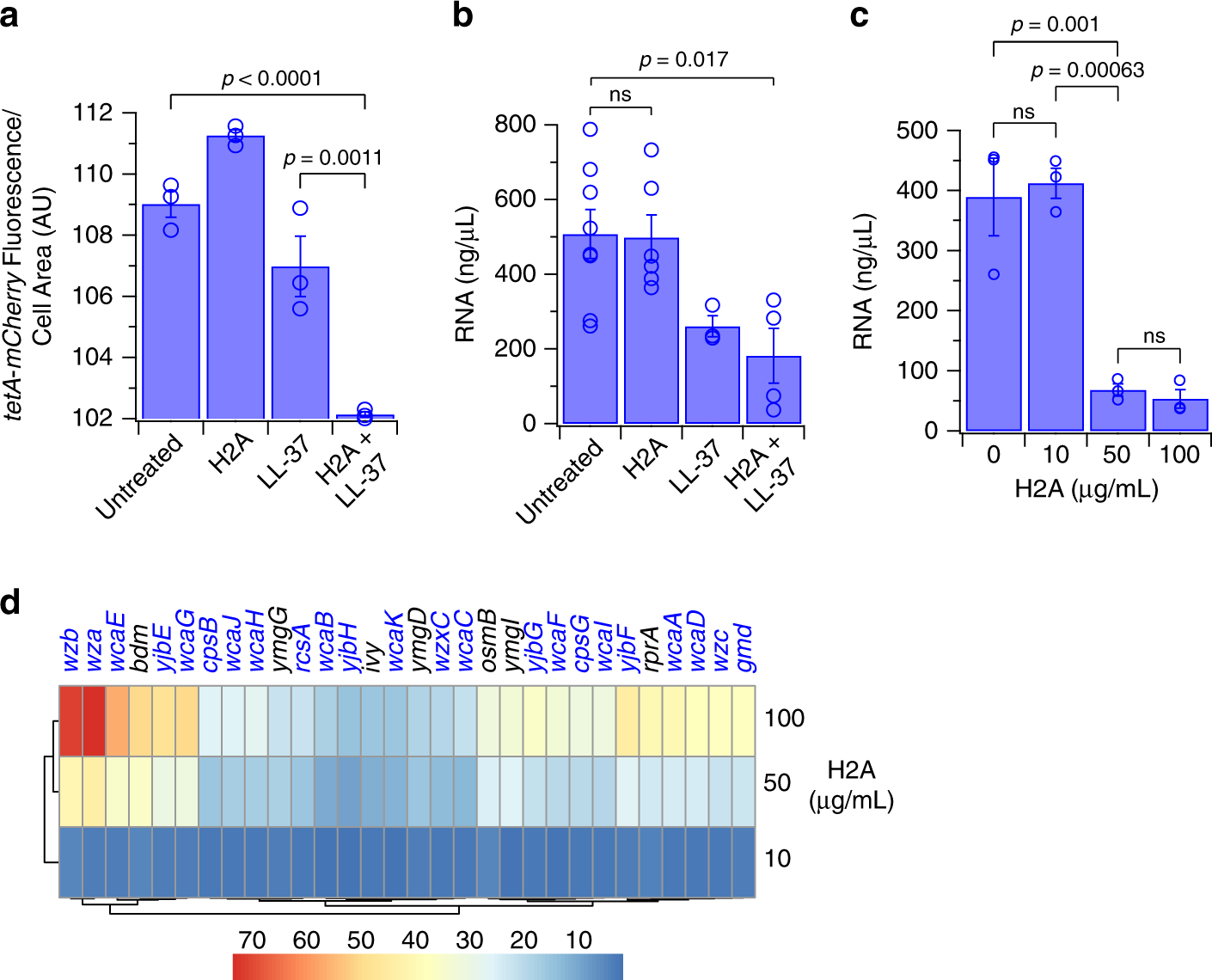 Fig. 6: H2A suppresses global bacterial transcription and upregulates membrane biogenesis.