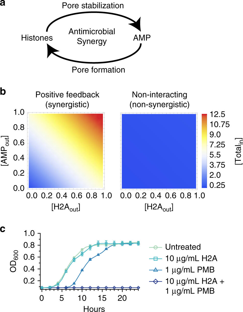 Fig. 7: Histones and AMPs form a positive feedback loop that facilitates the uptake of antimicrobials into the cell.