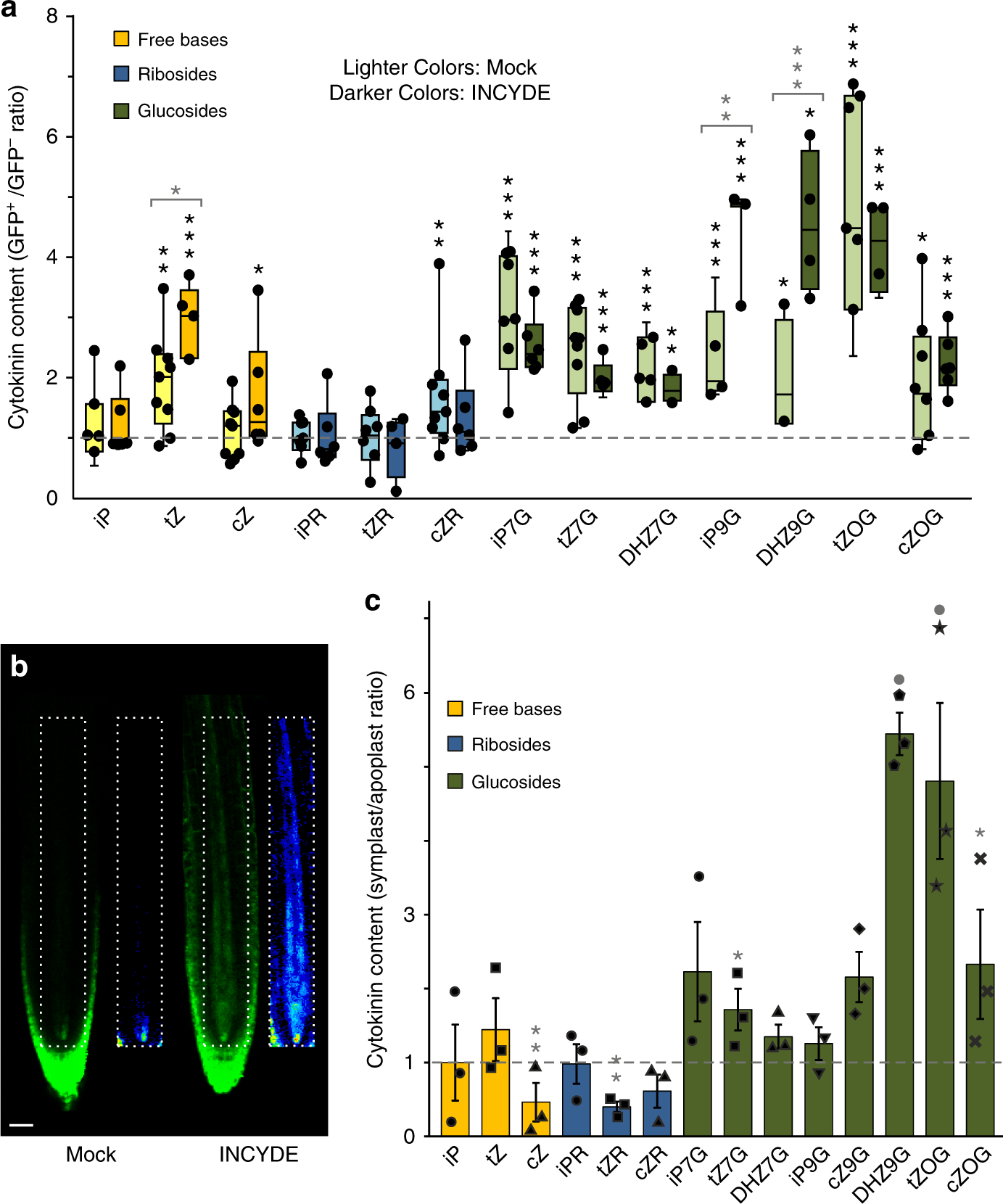 Fig. 2: Cytokinin response correlates with enrichment of intracellular trans-zeatin content and is enhanced by inhibition of cytokinin turnover, but bioactive extracellular cytokinins are also present.
