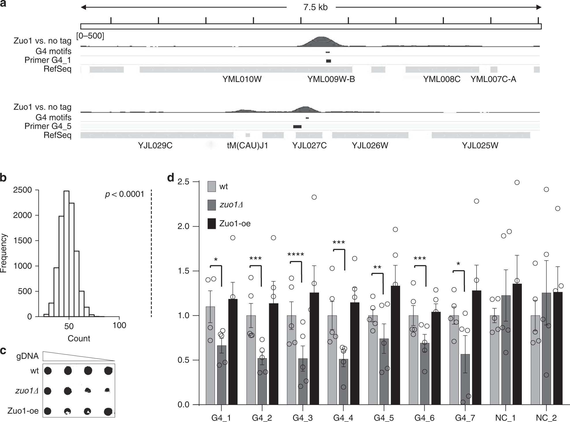 Fig. 2: Zuo1 binds G4 motifs genome-wide and support G4 formation.