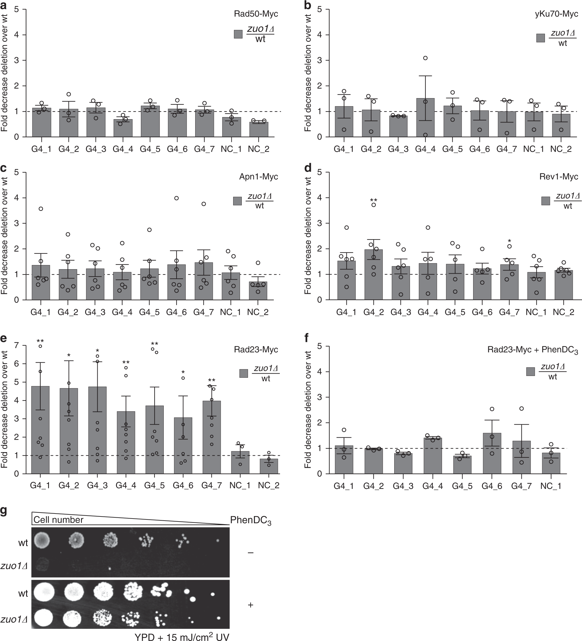 Fig. 4: Zuo1 mediates NER pathway recognition at G4 sites.