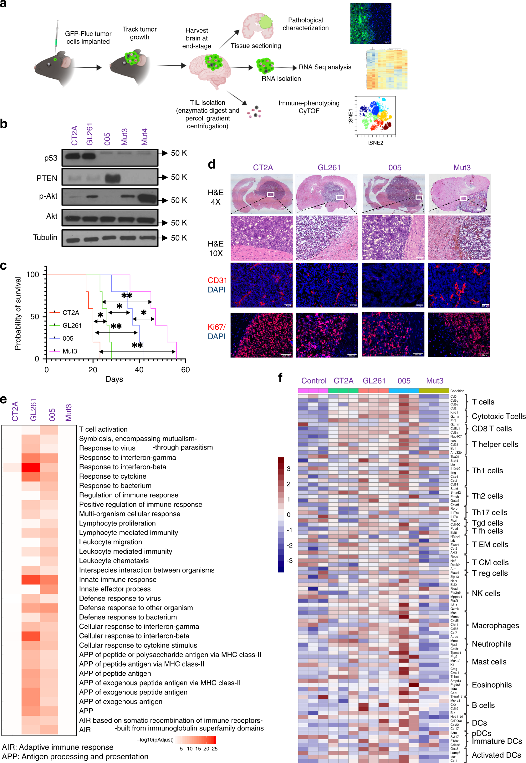 Immune phenotyping of diverse syngeneic murine brain tumors
