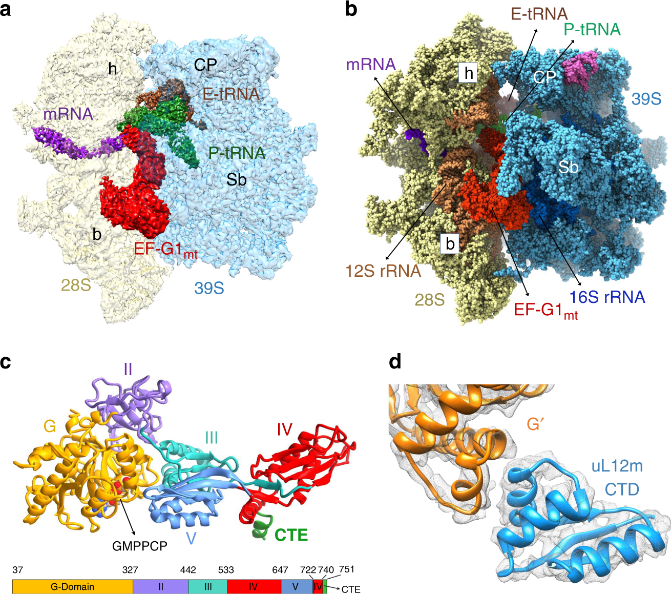 Structures Of The Human Mitochondrial Ribosome Bound To Ef G1 Reveal Distinct Features Of Mitochondrial Translation Elongation Nature Communications