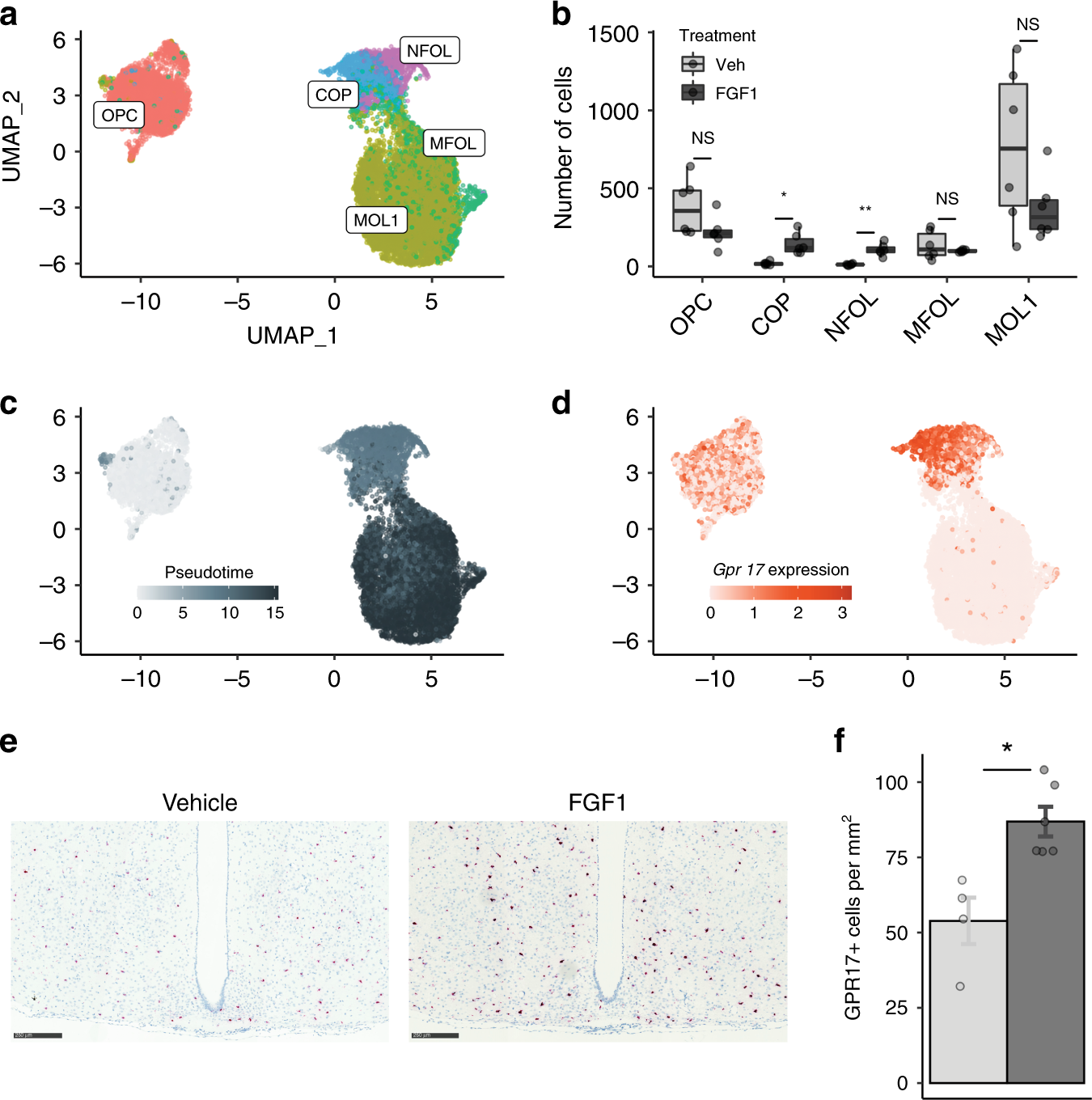 Fig. 4: Icv FGF1 induces a population of differentiating oligodendrocytes.