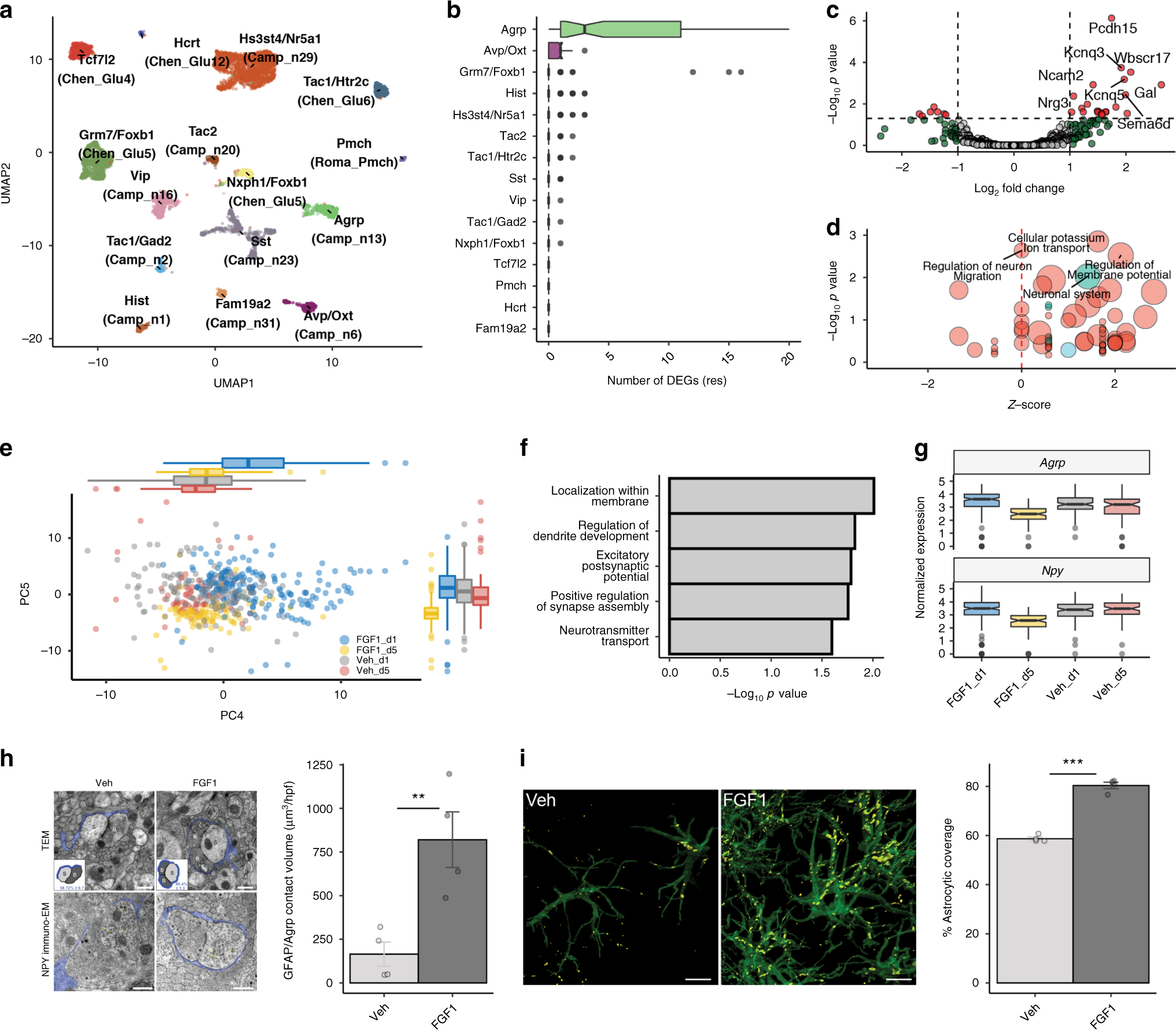 Fig. 5: Effects of icv FGF1 on Agrp neurons.