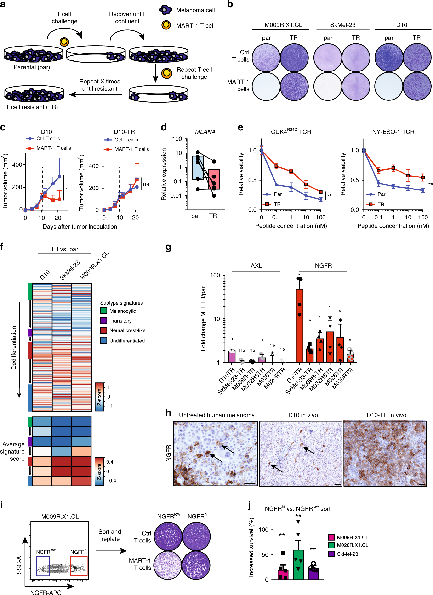 Reversal Of Pre Existing Ngfr Driven Tumor And Immune Therapy Resistance Nature Communications