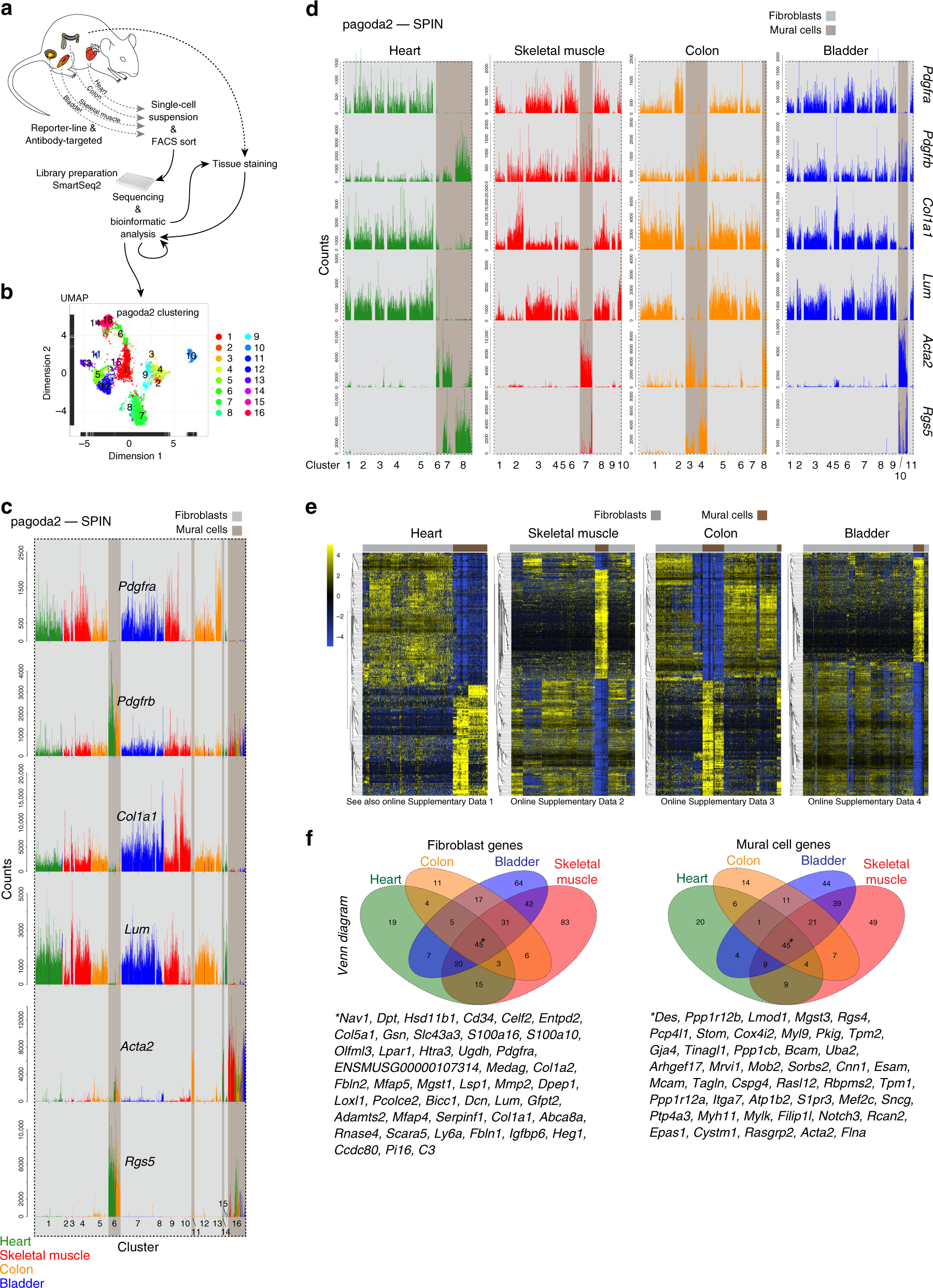 Single-cell analysis uncovers fibroblast heterogeneity and criteria for  fibroblast and mural cell identification and discrimination | Nature  Communications