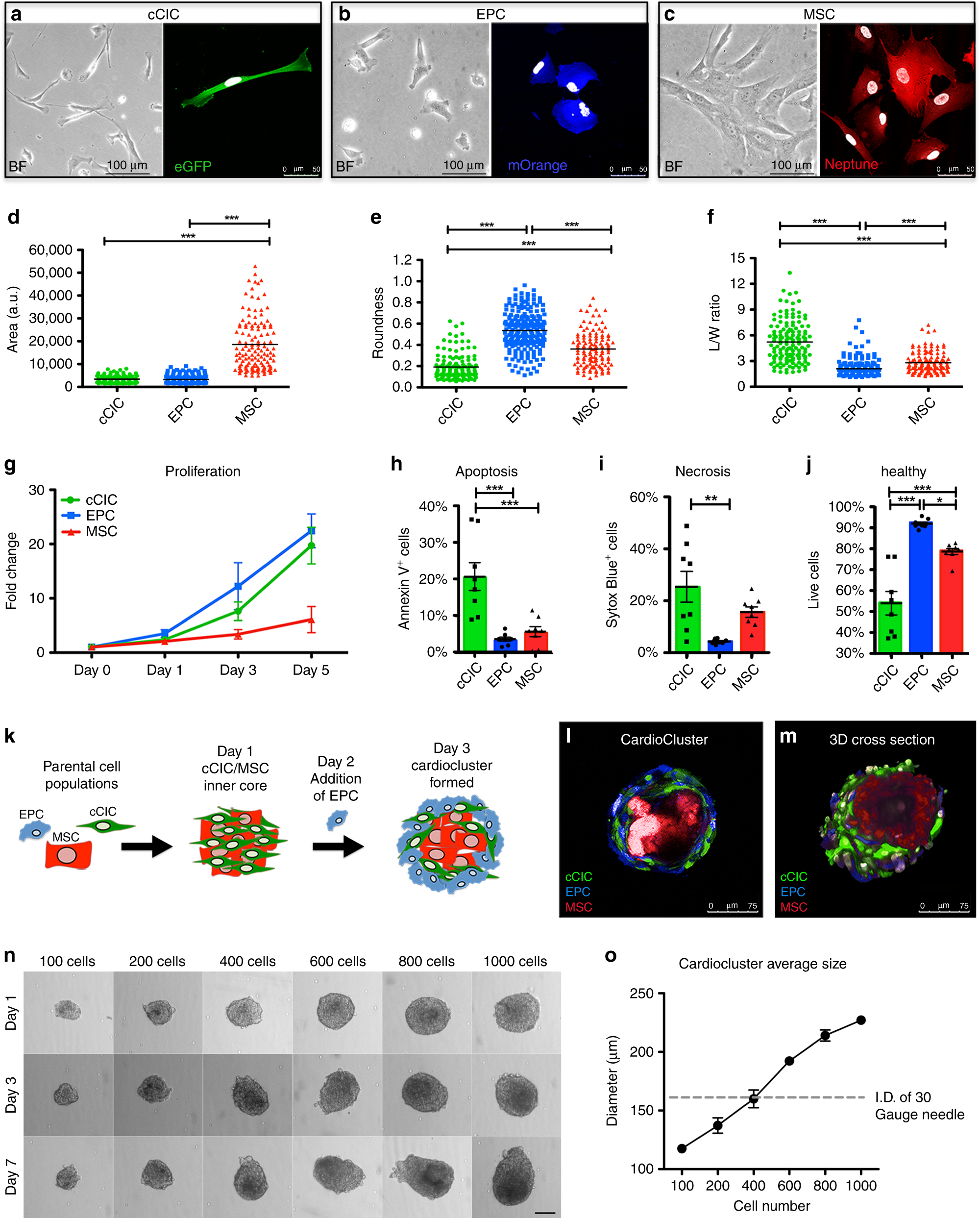 Enhancing Myocardial Repair With Cardioclusters Nature Communications