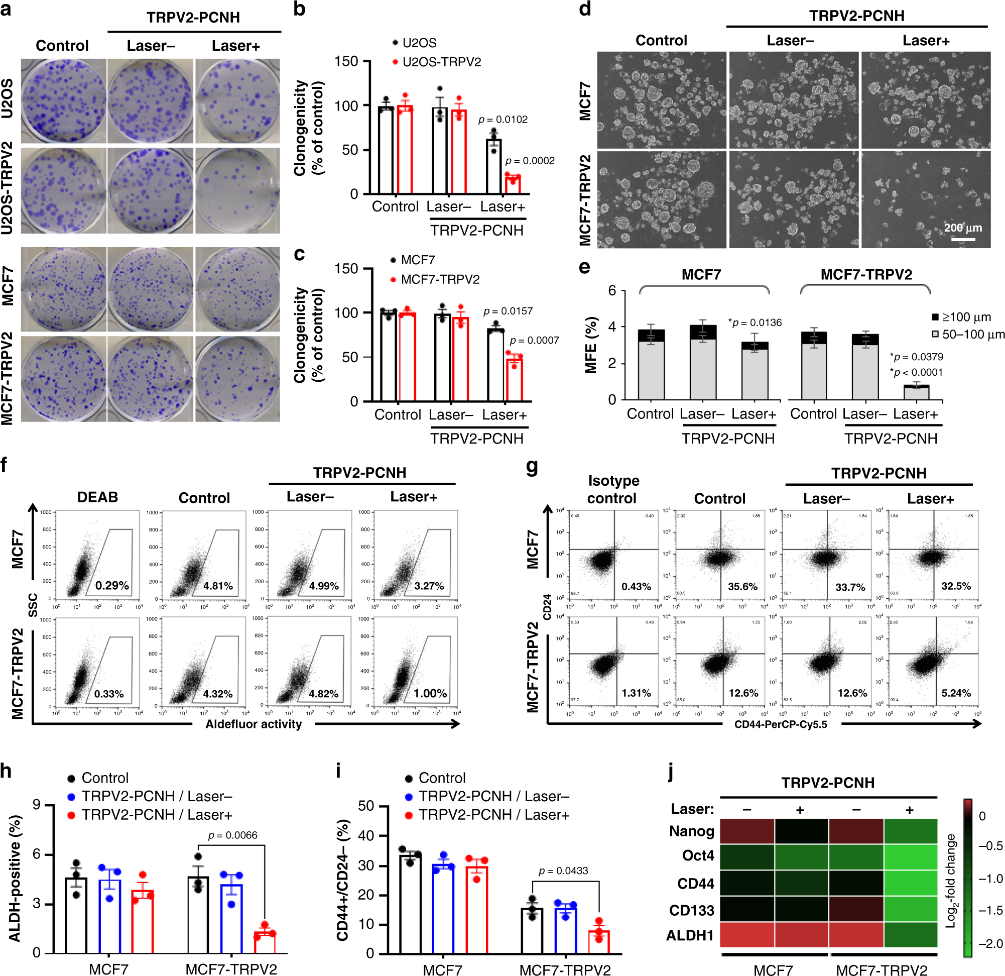 Fig. 4: Laser-induced TRPV2–PCNH attenuates stemness in cancer cells overexpressing TRPV2.