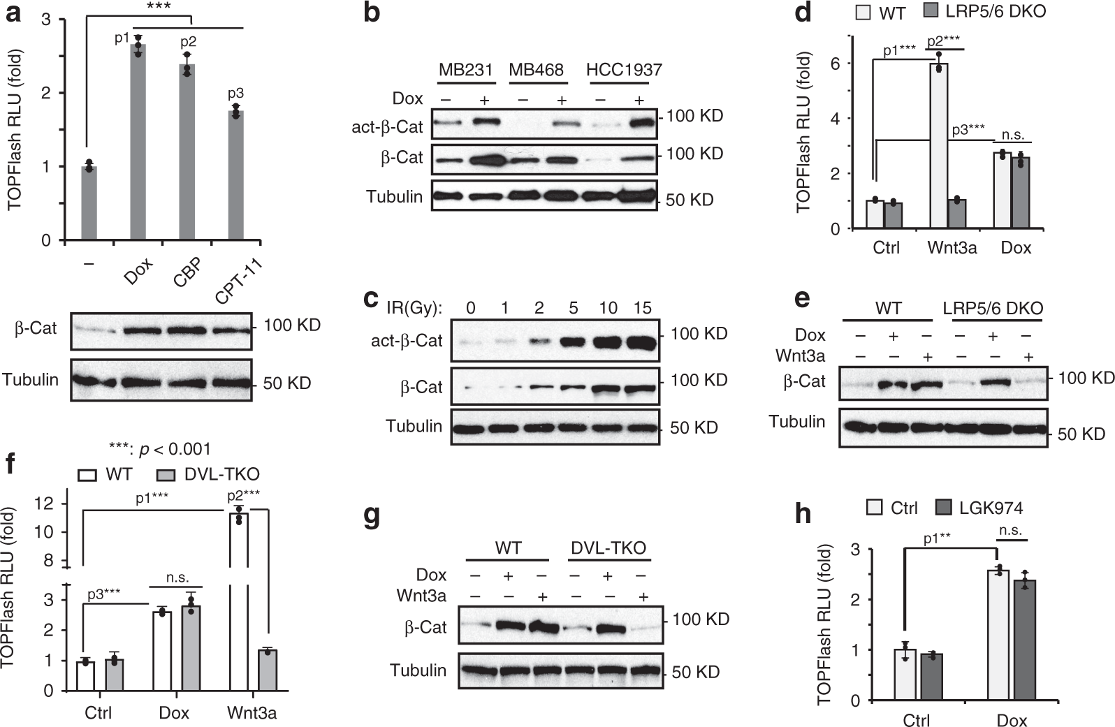Fig. 1: DNA damage induces Wnt/β-catenin activation independent of canonical Wnt receptor complex FZD/LRP.