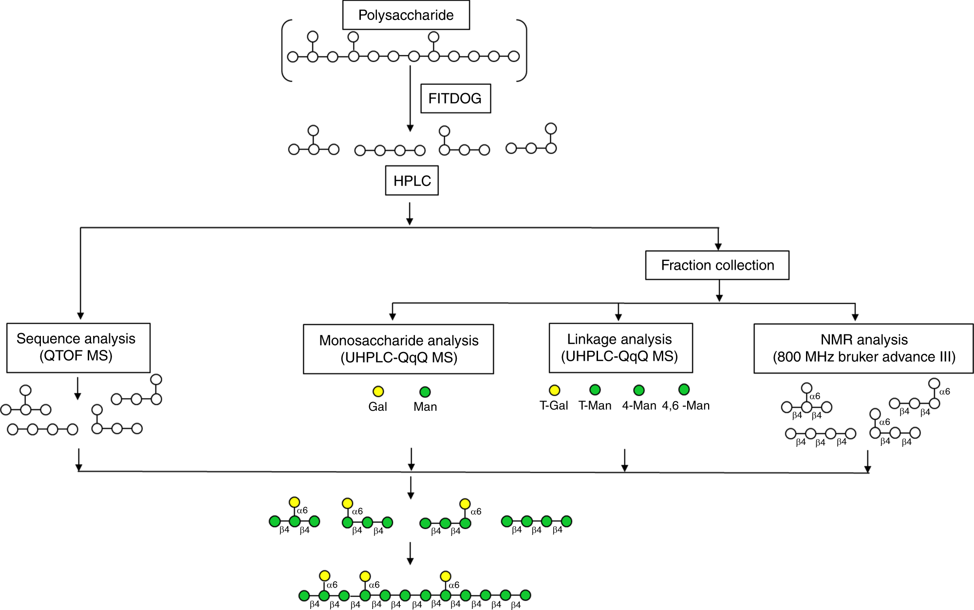 Fig. 7: Schematic workflow of the de novo analysis of oligosaccharides derived from polysaccharide depolymerization.