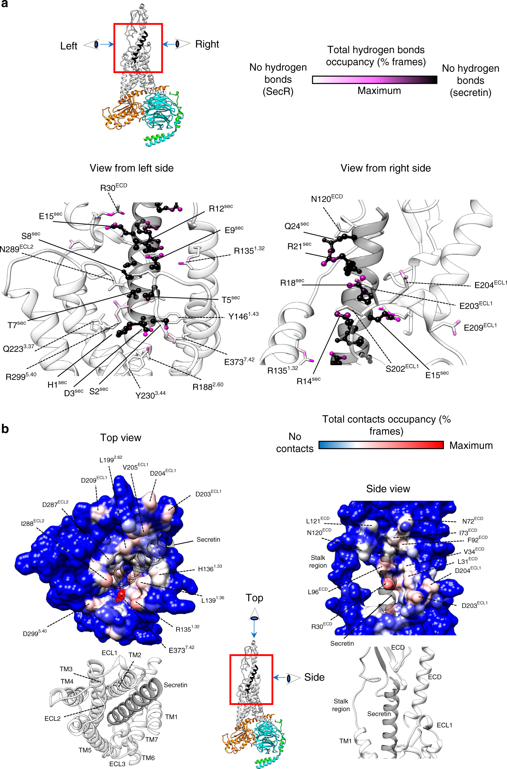 Fig. 4: Interactions between SecR and secretin during MD simulations.