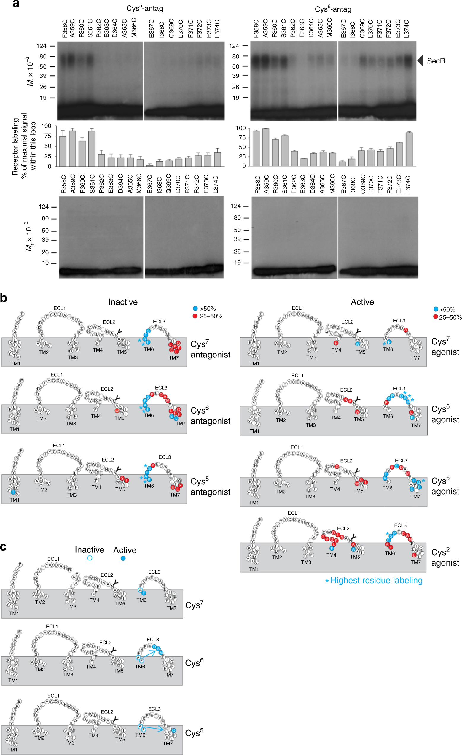 Fig. 5: Overview of cysteine-cross-linking by analogous cysteine-substituted agonist and antagonist secretin peptides.