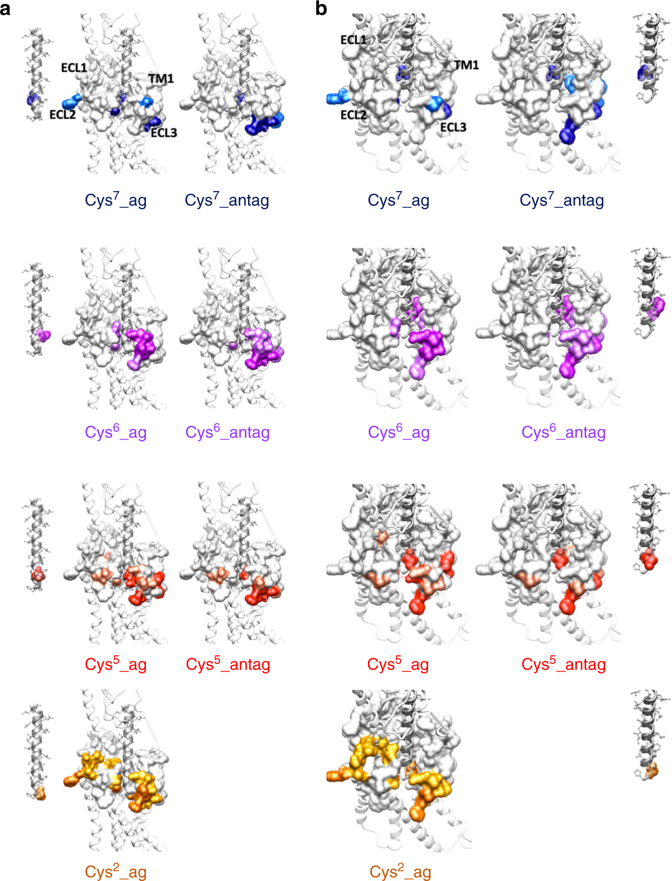 Fig. 6: Mapping of cysteine cross-linking data onto the active SecR structure.