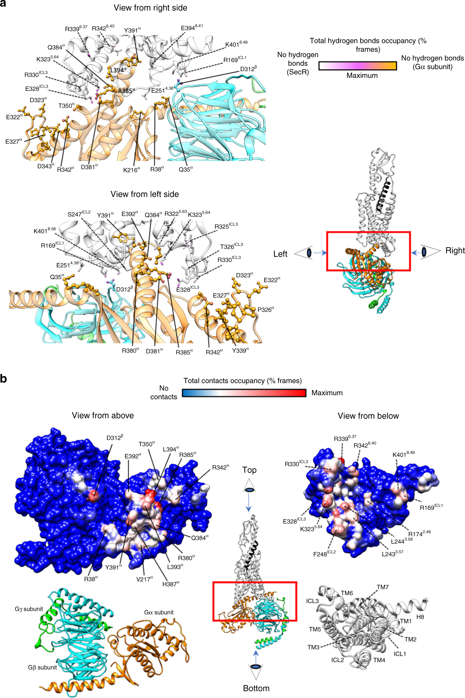 Fig. 8: Interactions between SecR and Gs protein during MD simulations.
