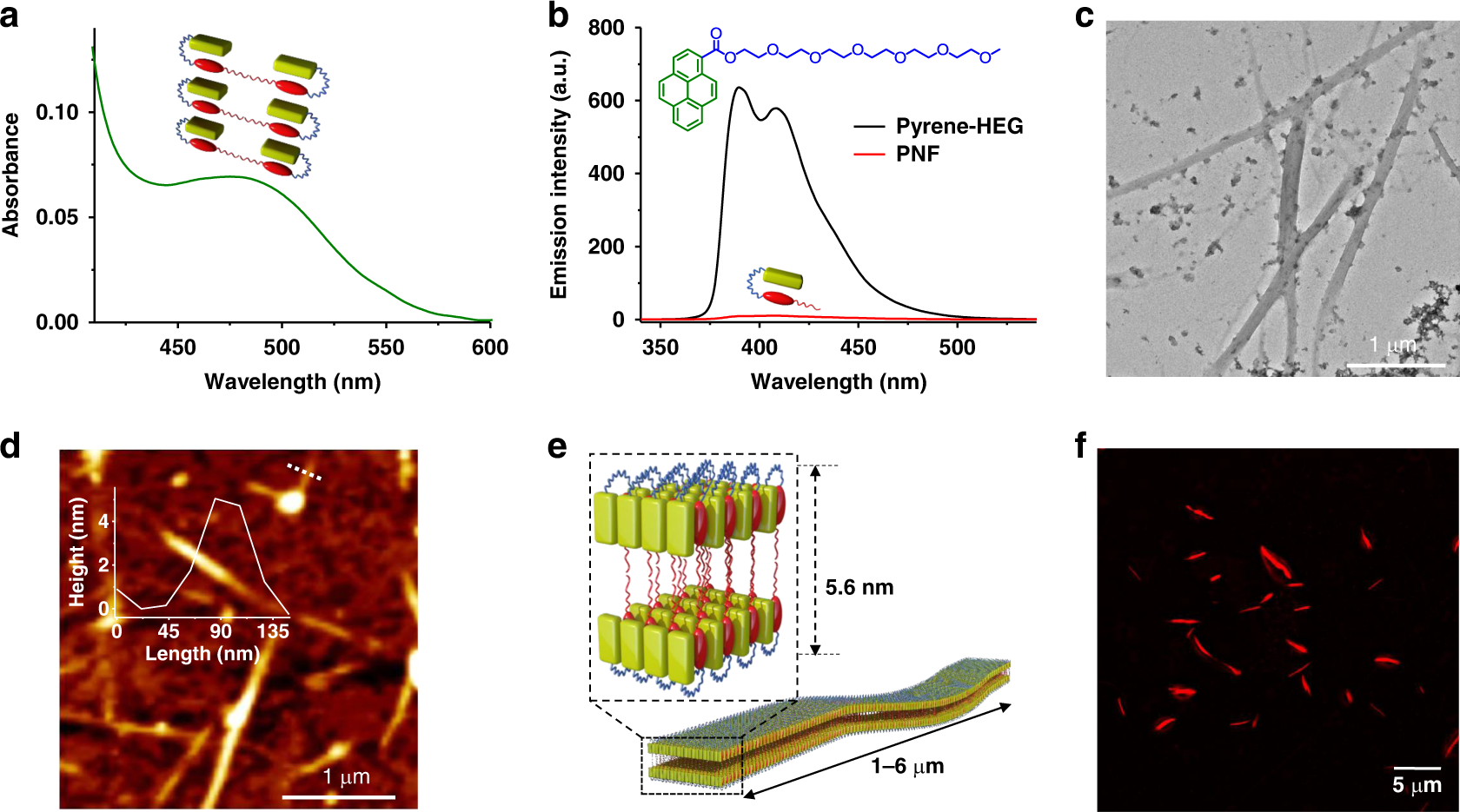 Fig. 2: Characterization of the native folded conformation of PNF and its self-assembly.
