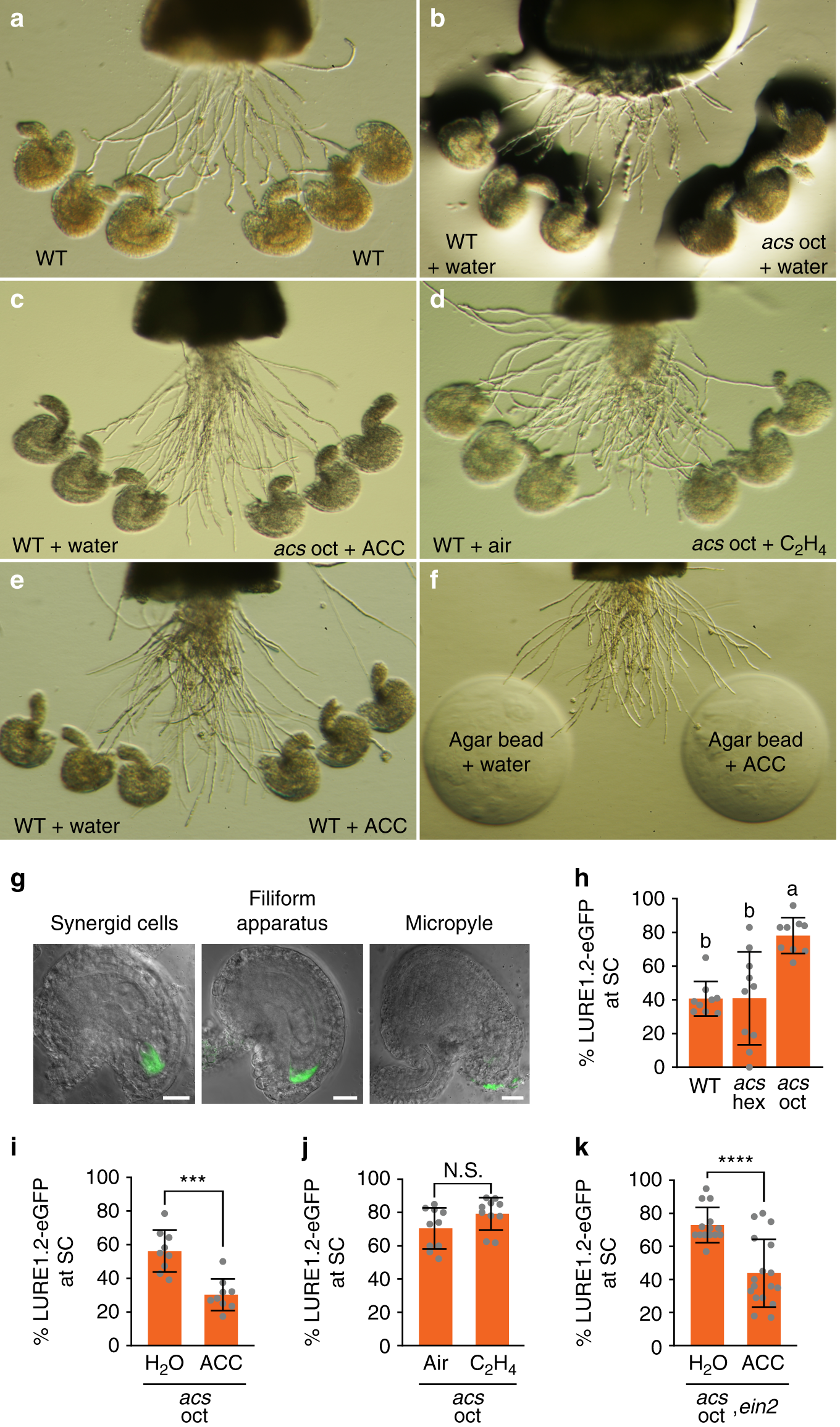 Fig. 2: ACC has an ethylene-independent role in pollen tube attraction and LURE1.2-eGFP localization.