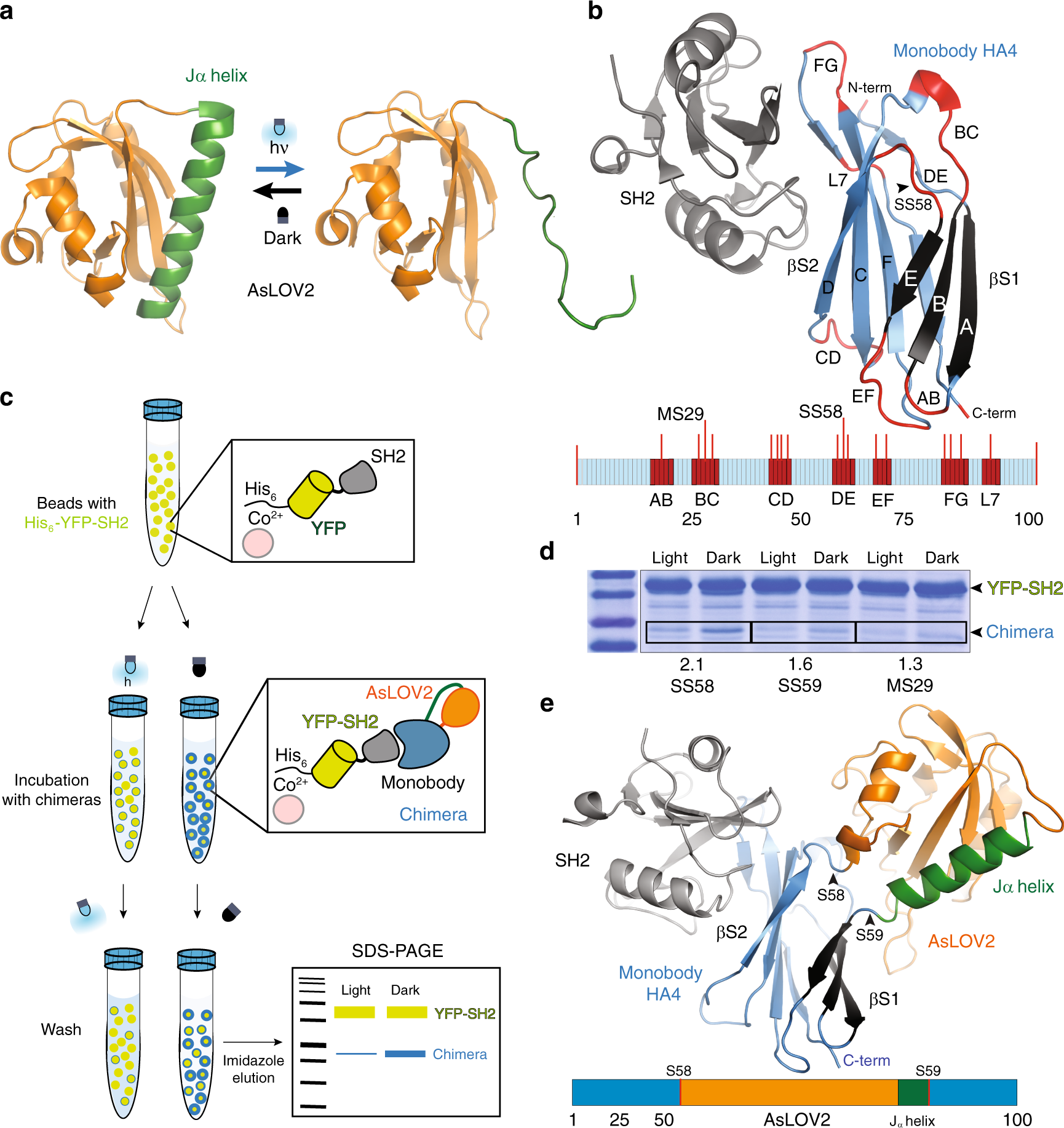 Development of light-responsive protein binding in the monobody  non-immunoglobulin scaffold | Nature Communications
