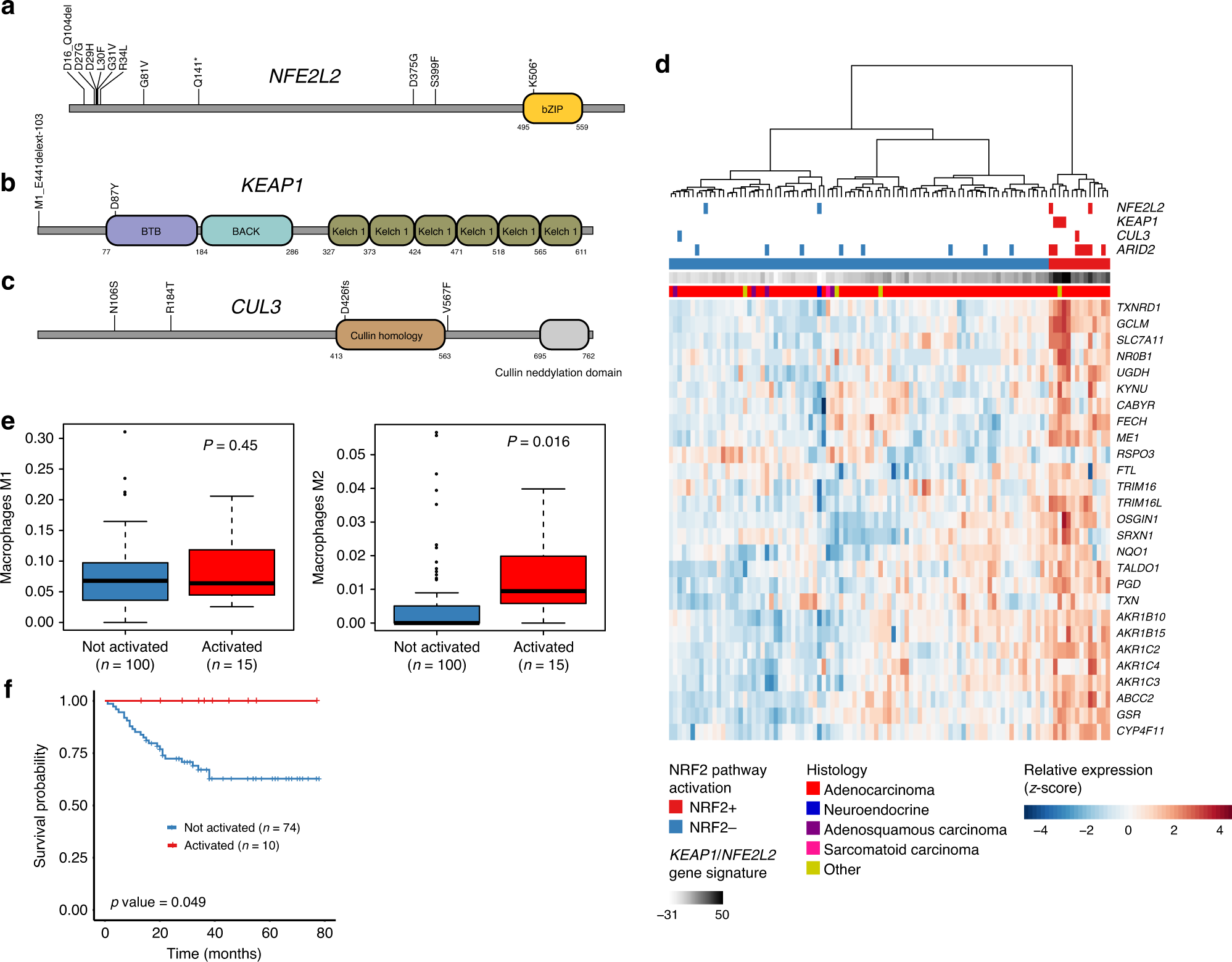 Fig. 5: KEAP1/NFE2L2 pathway activation in GBC.