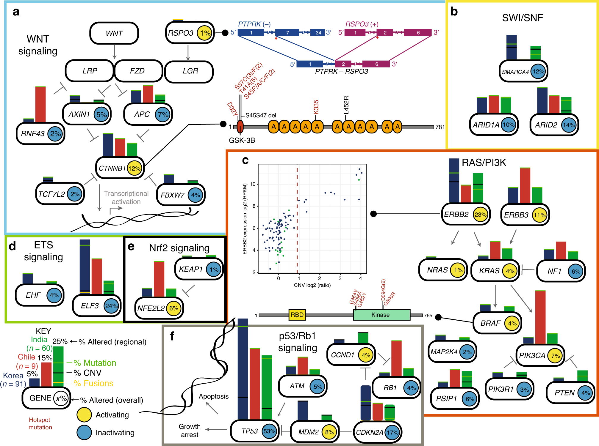 Fig. 6: Integrated analysis of pathway alterations observed in GBC.