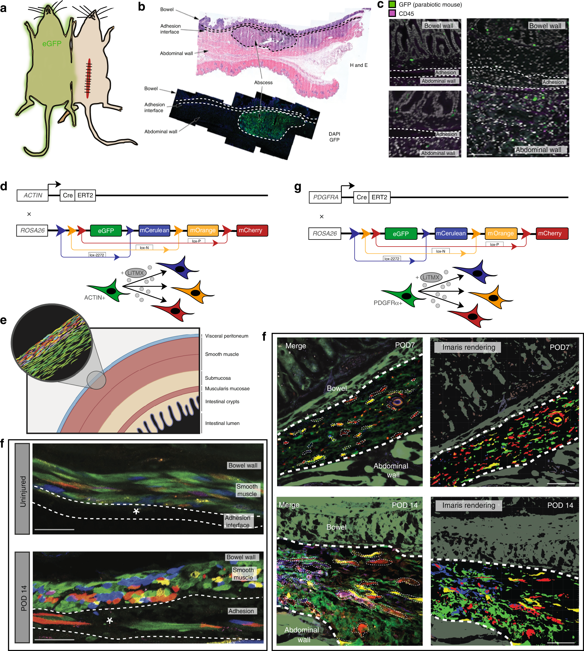 Fig. 2: Local fibroblasts proliferate polyclonally to form adhesions.