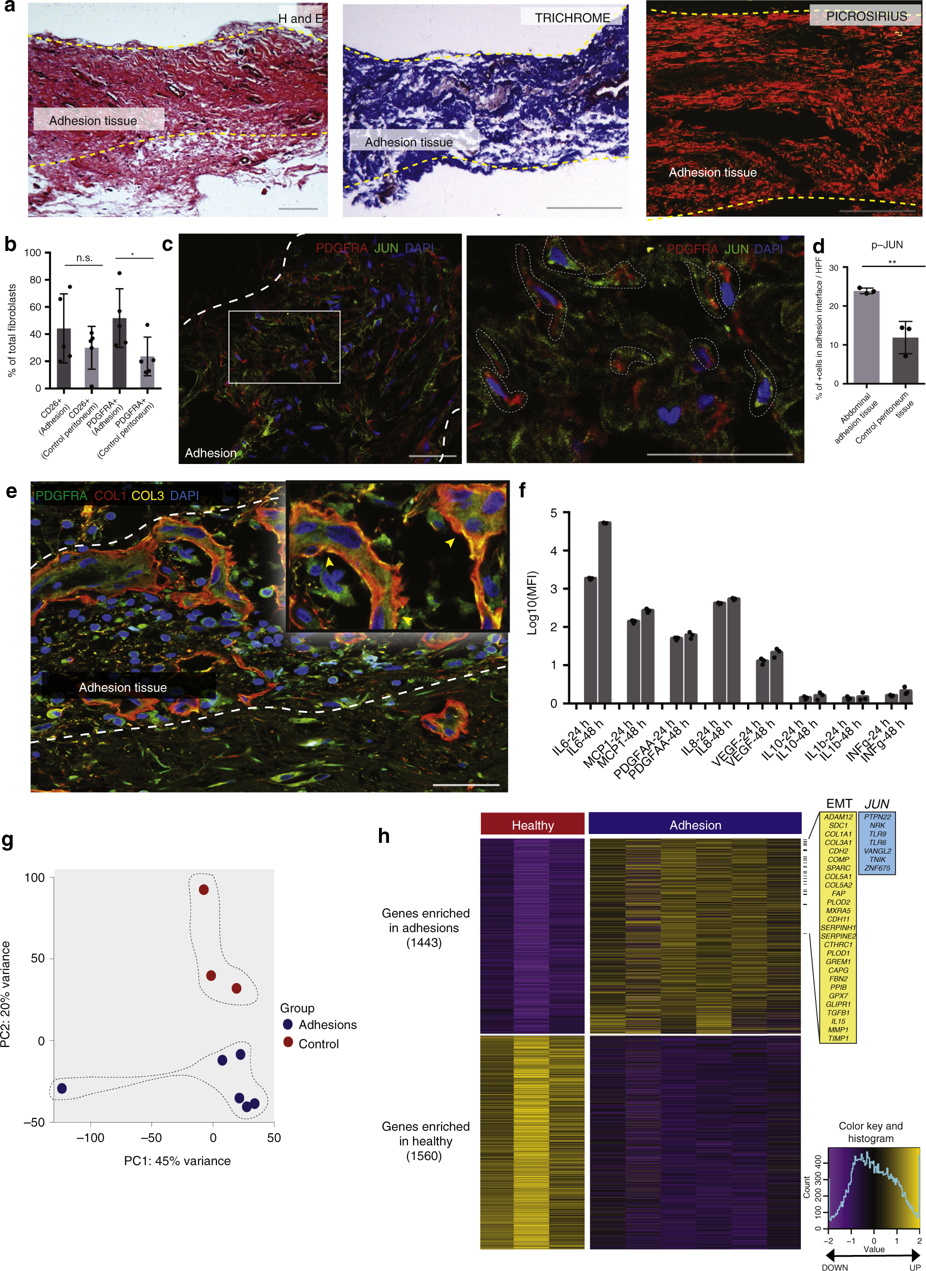 Fig. 7: Human adhesions recapitulate biology and gene expression.
