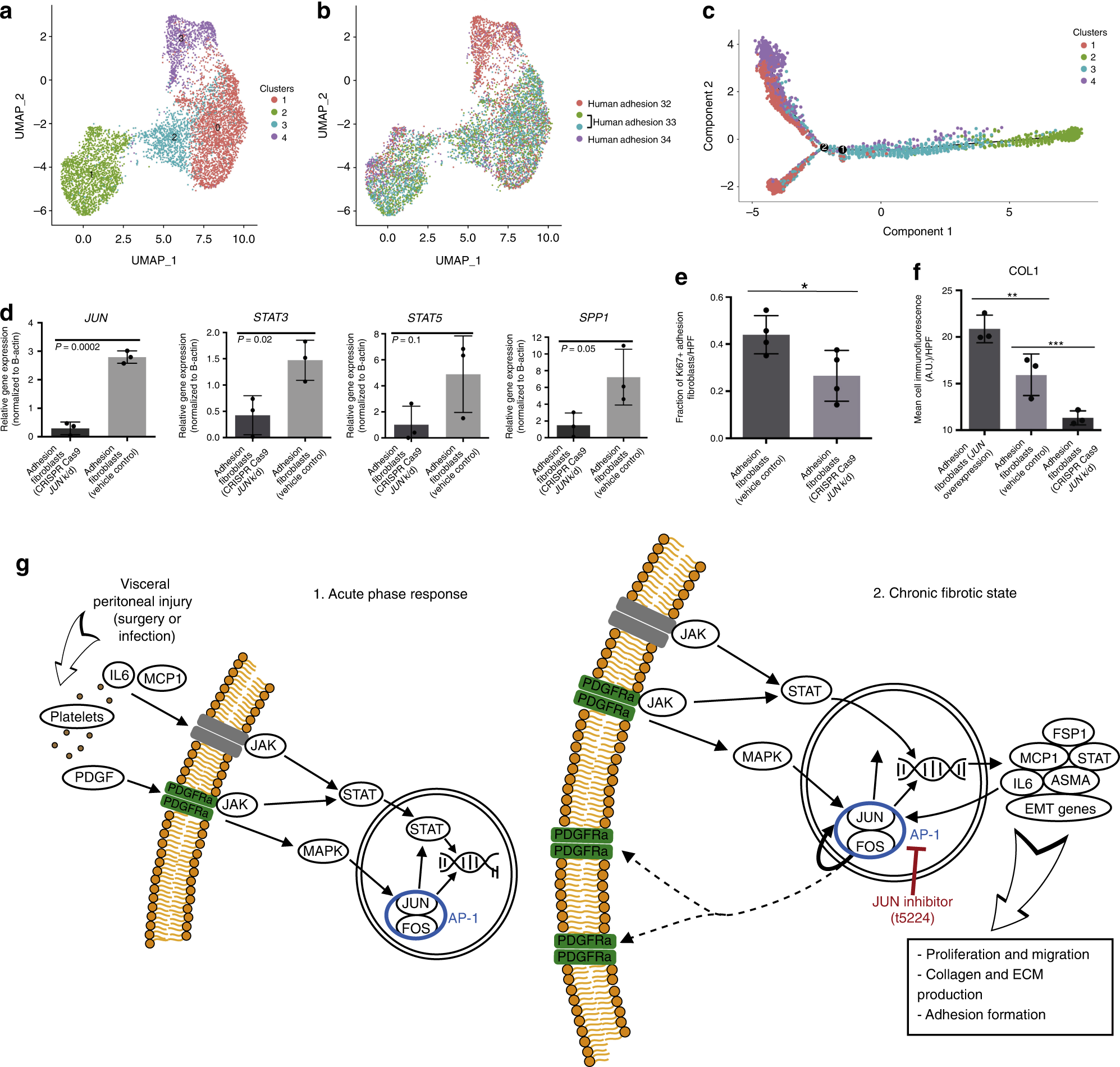 Fig. 8: Human adhesion fibroblasts are heterogeneous and JUN dependent.