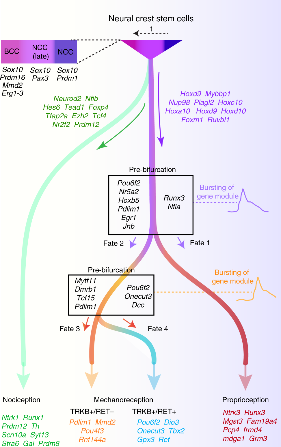 Fig. 7: Schematic representation of the findings.