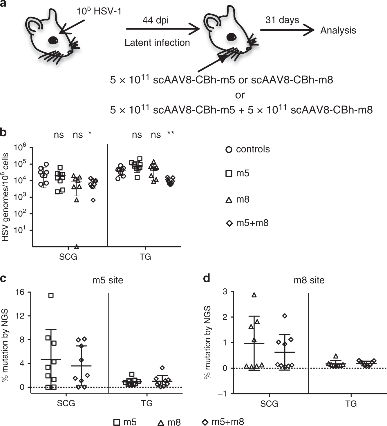 Gene editing and elimination of latent herpes simplex virus in vivo |  Nature Communications