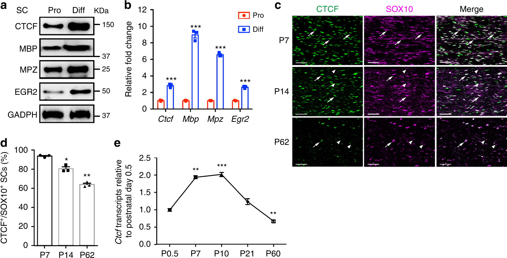 CTCF-mediated chromatin looping in EGR2 regulation and SUZ12 recruitment  critical for peripheral myelination and repair | Nature Communications