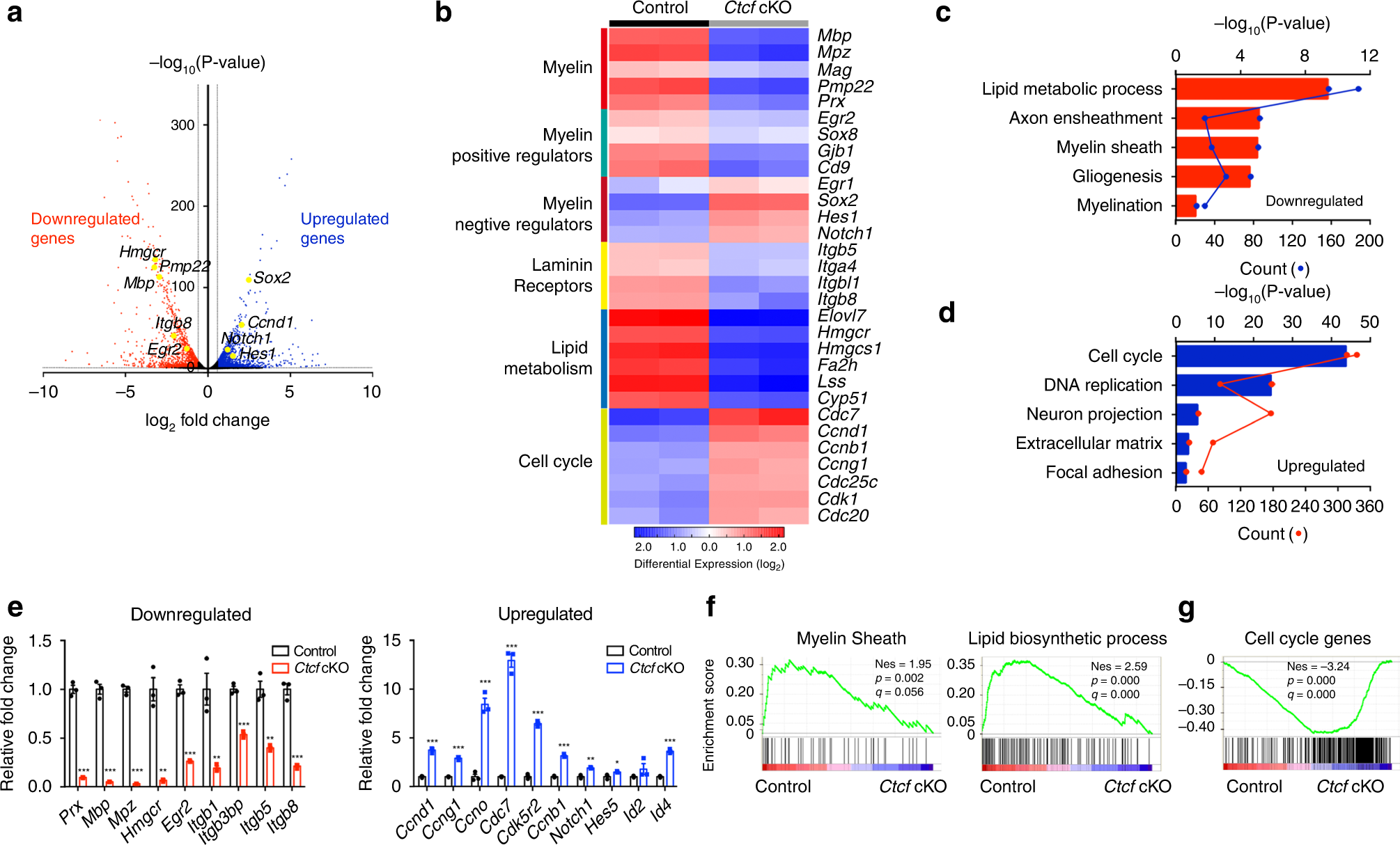 Fig. 6: CTCF regulates the transcriptional program of SC differentiation.