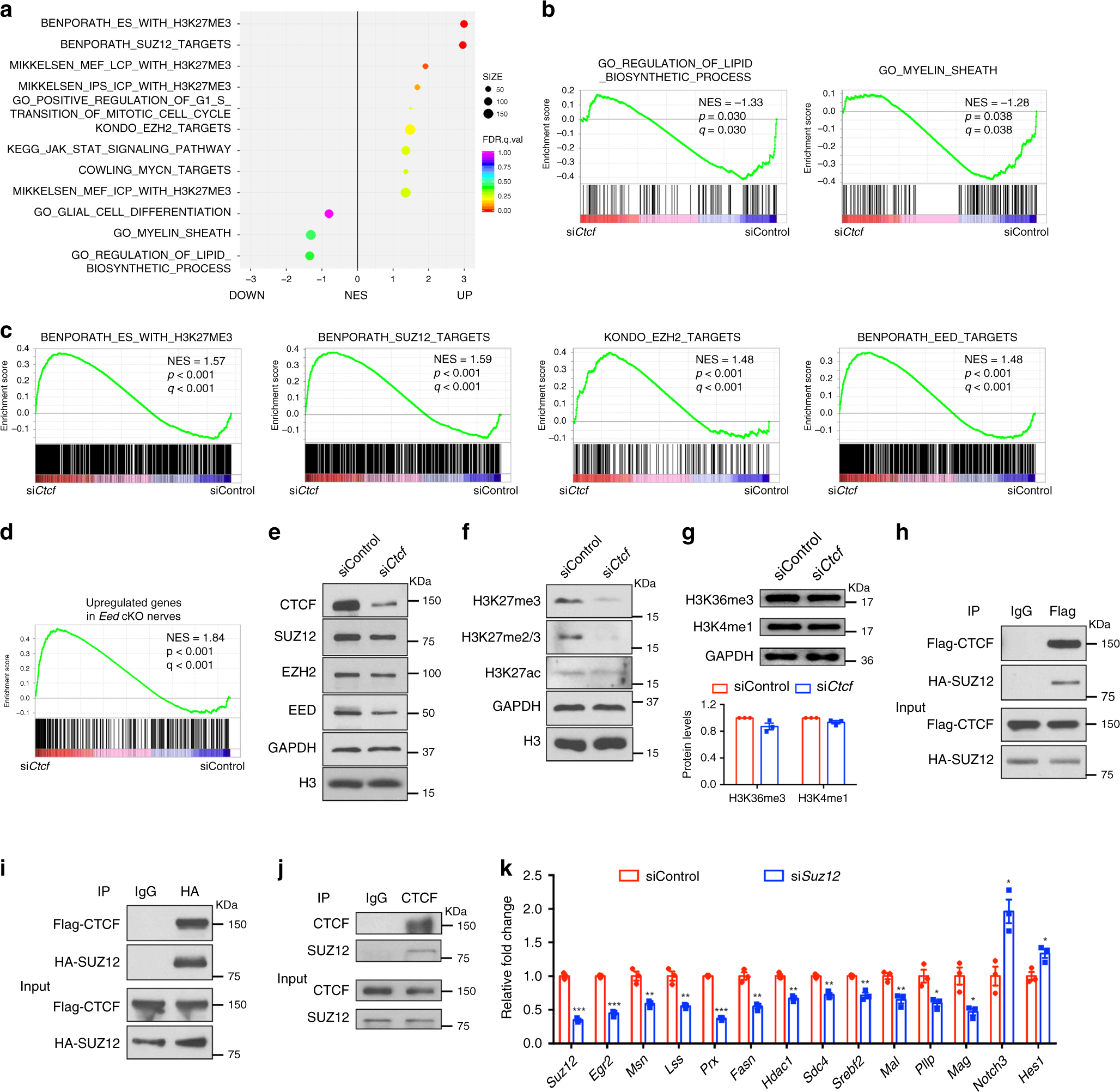 Fig. 8: CTCF cooperates with PRC2 complex to regulate SC differentiation.