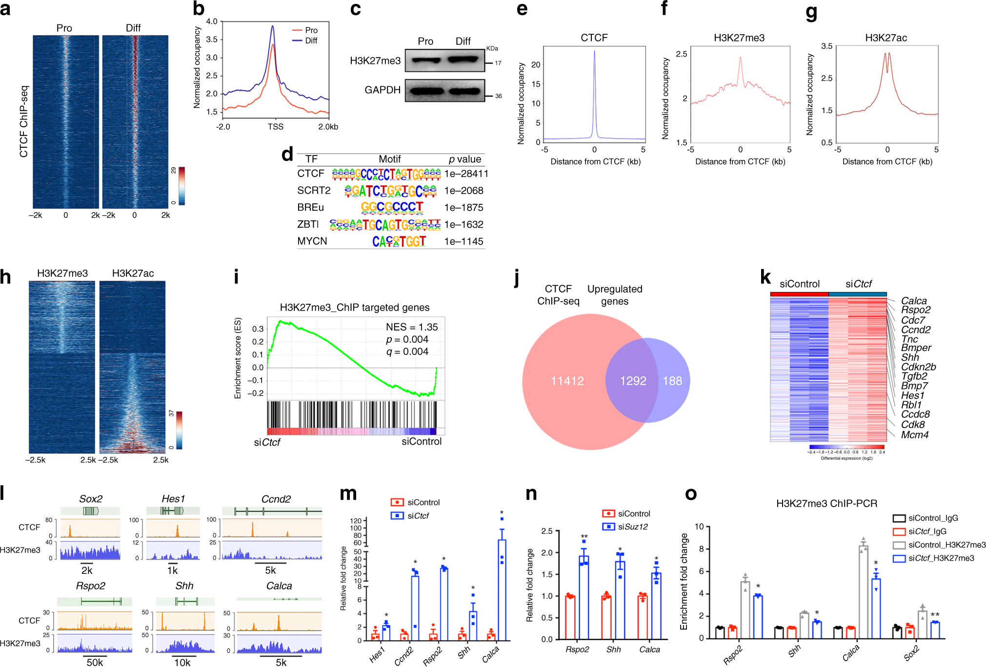 Fig. 9: CTCF and SUZ12 regulate transcriptomic dynamics during SC differentiation.