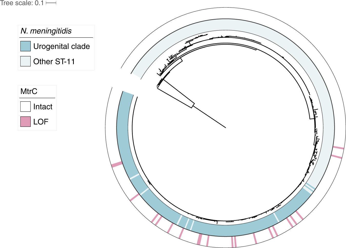 Fig. 4: mtrC LOF mutations are enriched in a lineage of ST-11 urogenitally-adapted N. meningitidis.