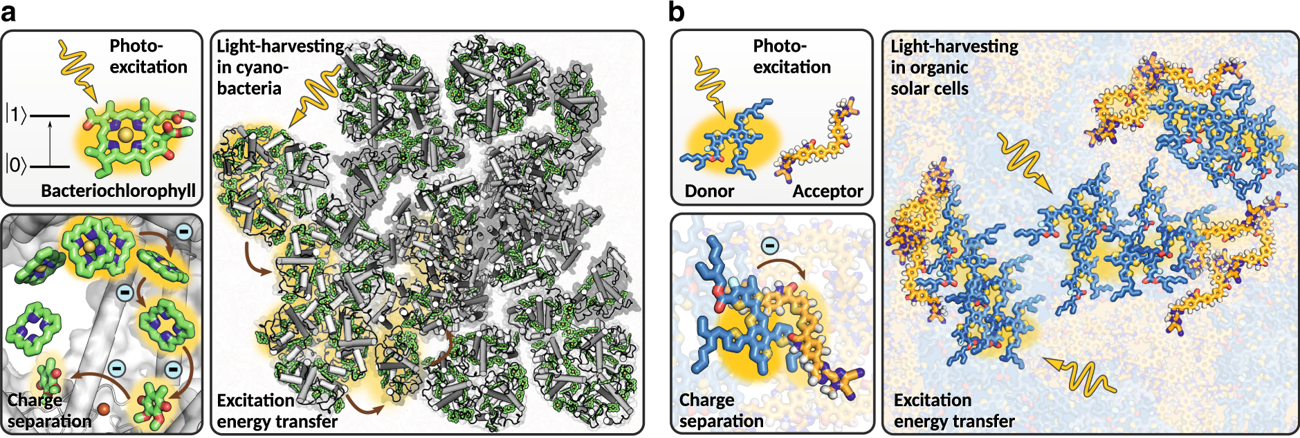 Chemists discover why photosynthetic light-harvesting is so