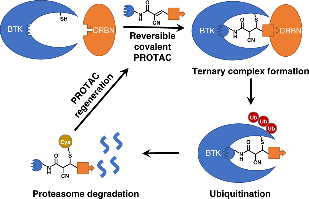Enhancing intracellular accumulation and target engagement of PROTACs with  reversible covalent chemistry | Nature Communications