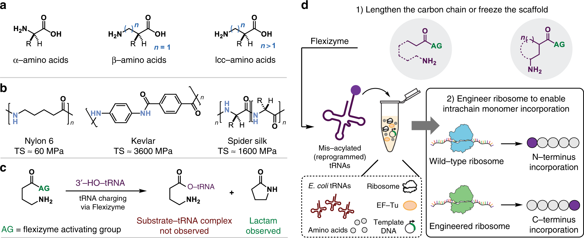 Ribosome-mediated polymerization of long chain carbon and cyclic amino acids  into peptides in vitro | Nature Communications