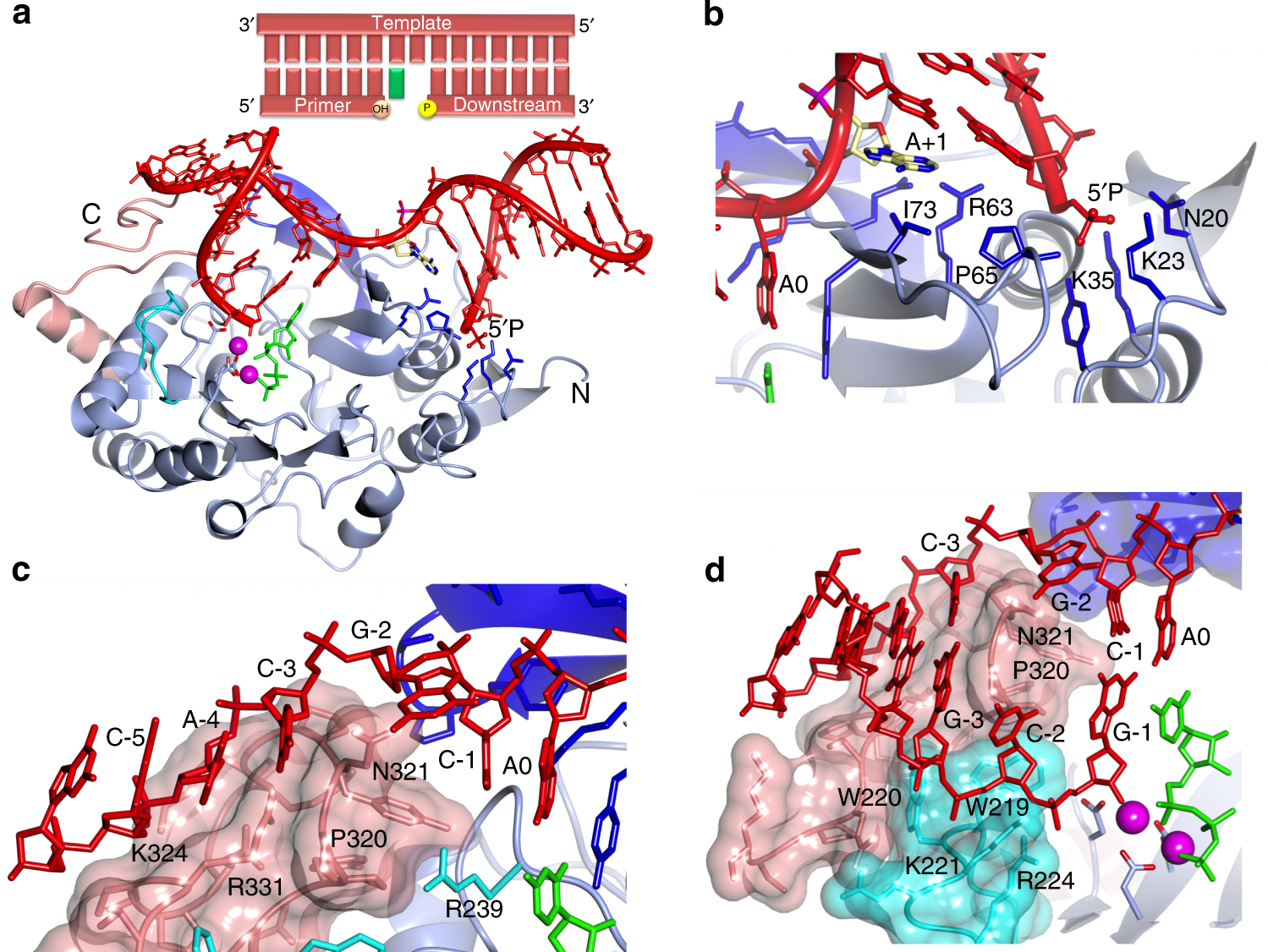 Molecular basis for DNA repair synthesis on short gaps by mycobacterial  Primase-Polymerase C | Nature Communications