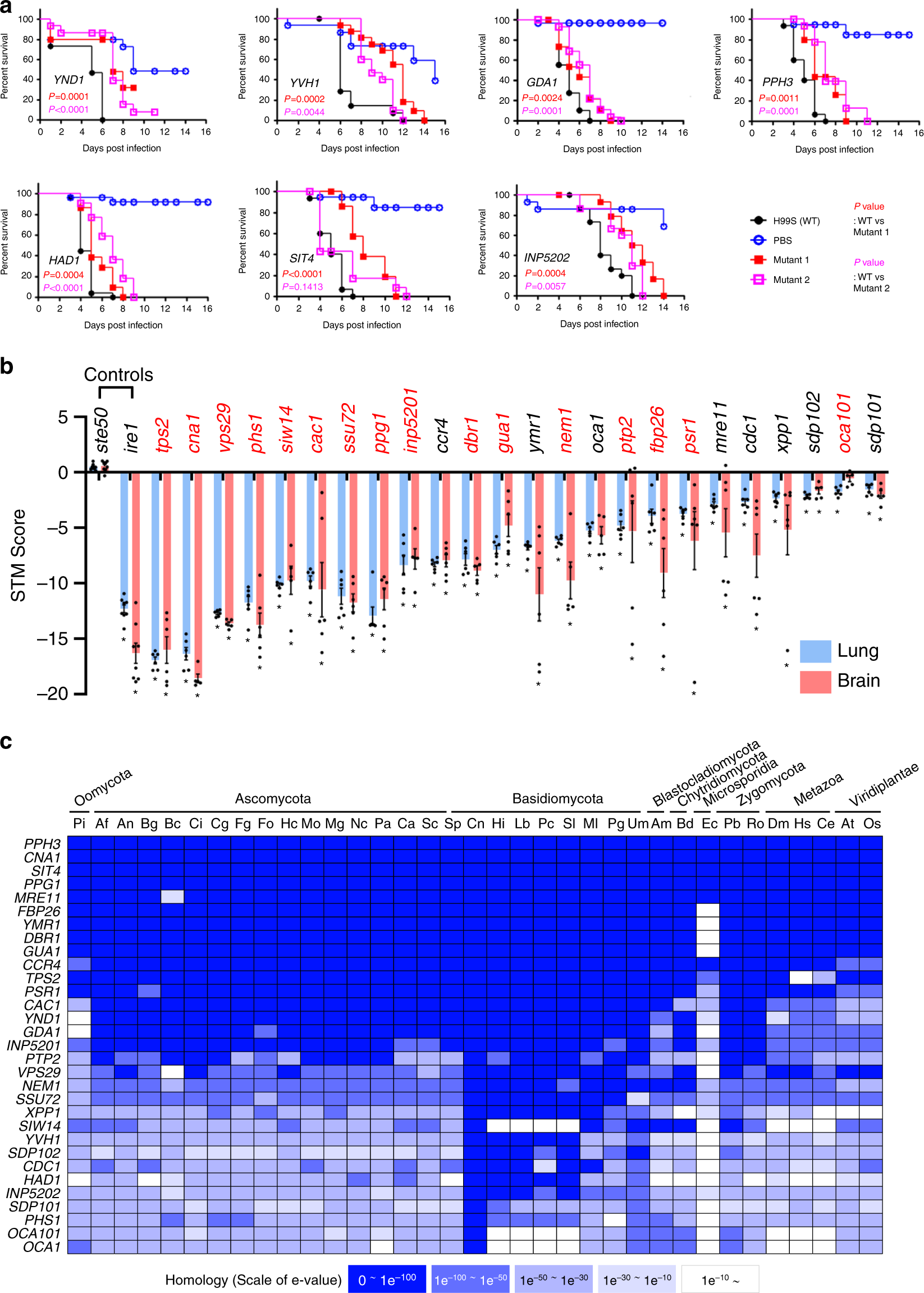 Fig. 3: Pathogenicity-related phosphatases and their phenotypic traits in C. neoformans.