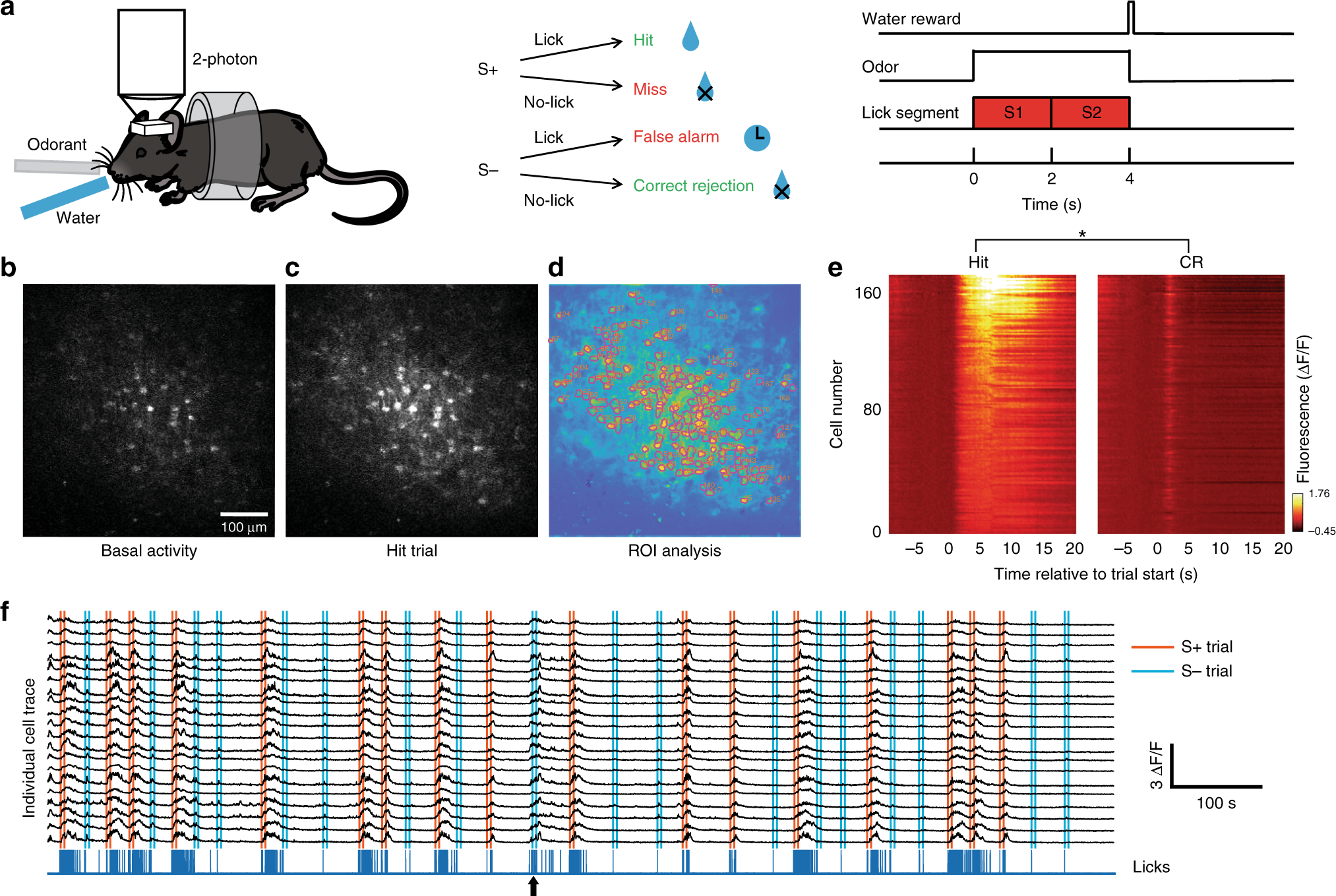Molecular layer interneurons in the cerebellum encode for valence in  associative learning | Nature Communications