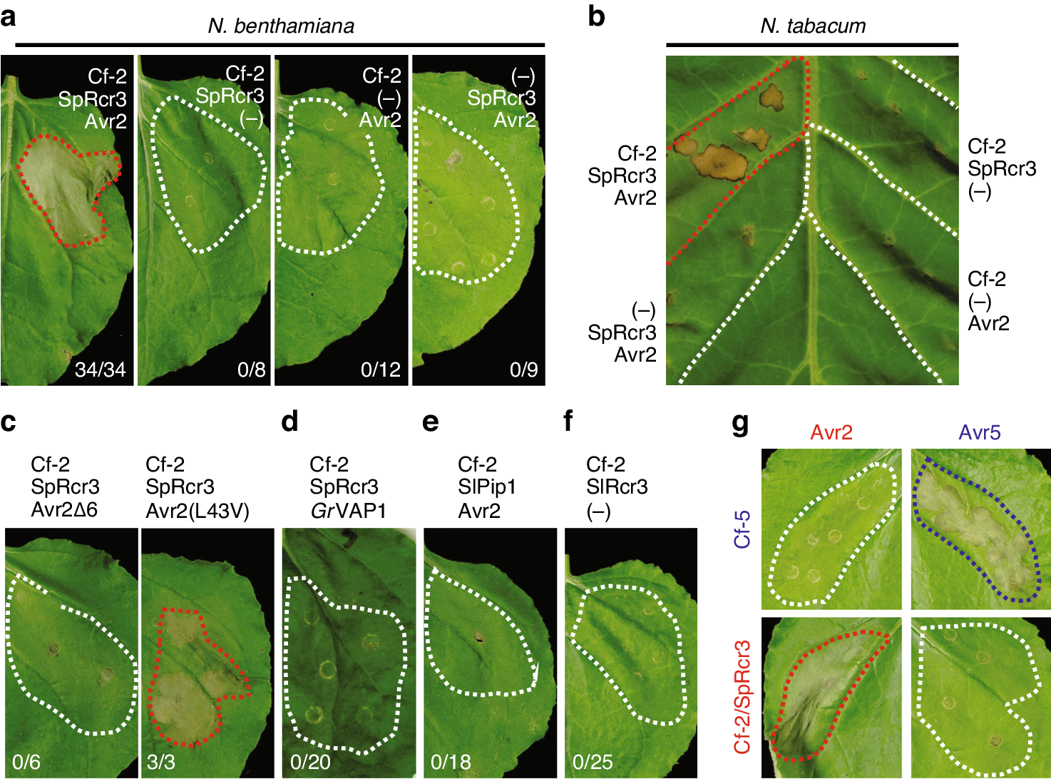 Frontiers  HvPap-1 C1A Protease Participates Differentially in the Barley  Response to a Pathogen and an Herbivore