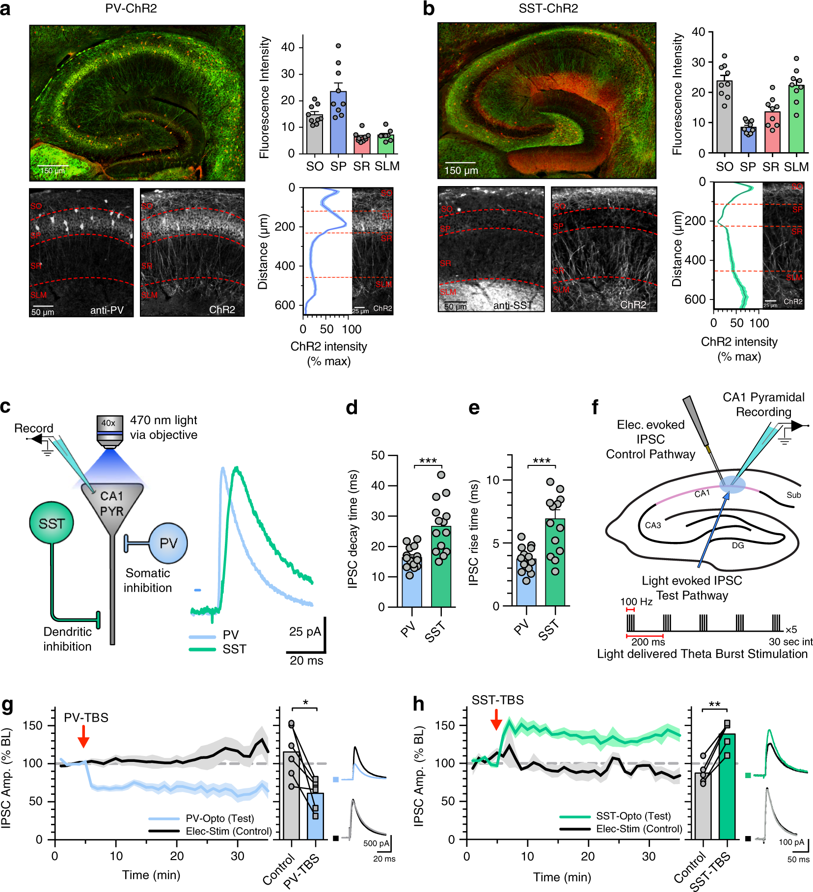 Interneuron-specific plasticity at parvalbumin and somatostatin inhibitory  synapses onto CA1 pyramidal neurons shapes hippocampal output | Nature  Communications