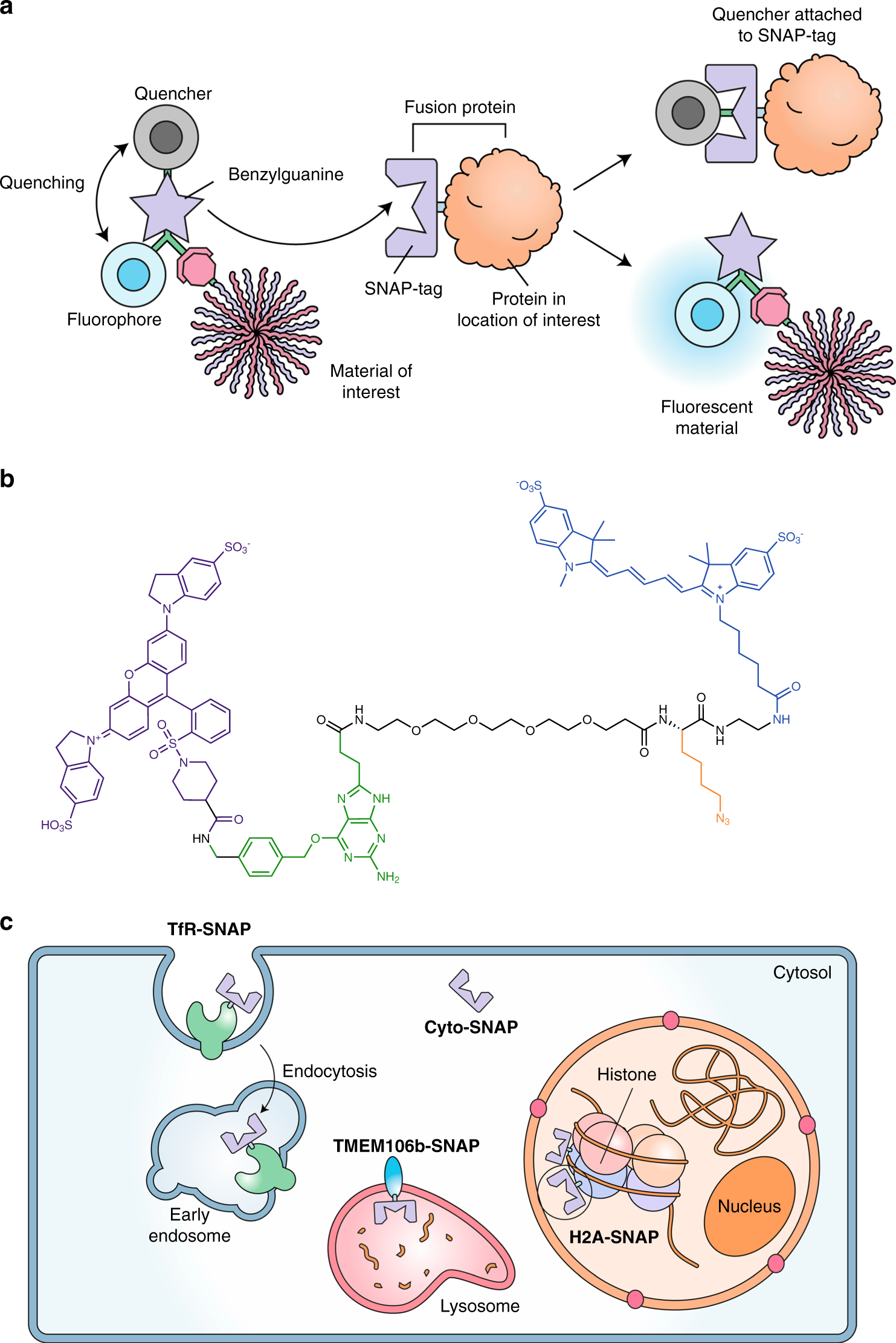 An Overview of Fluorescent Protein Tags